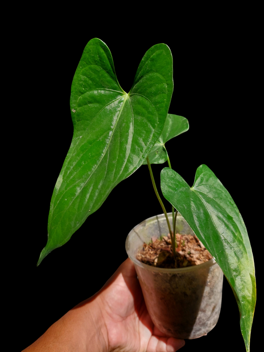 Anthurium sp. "Cumbazino" 3 Leaves Wild Ecotype (EXACT PLANT)