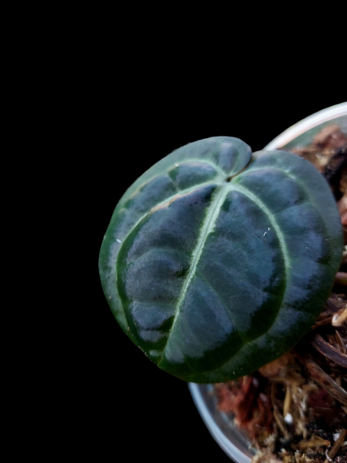 Anthurium Carlablackiae Small Size Pure Specie Wild Ecotype (EXACT PLANT)