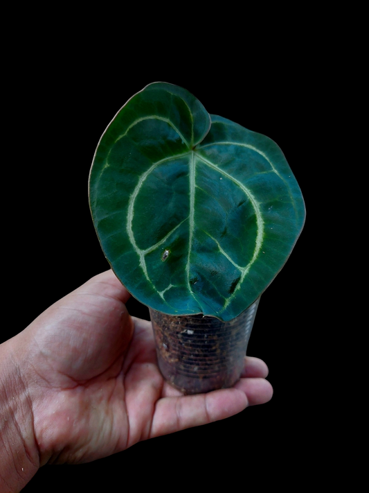 Anthurium Carlablackiae Pure Specie Wild Ecotype (EXACT PLANT)