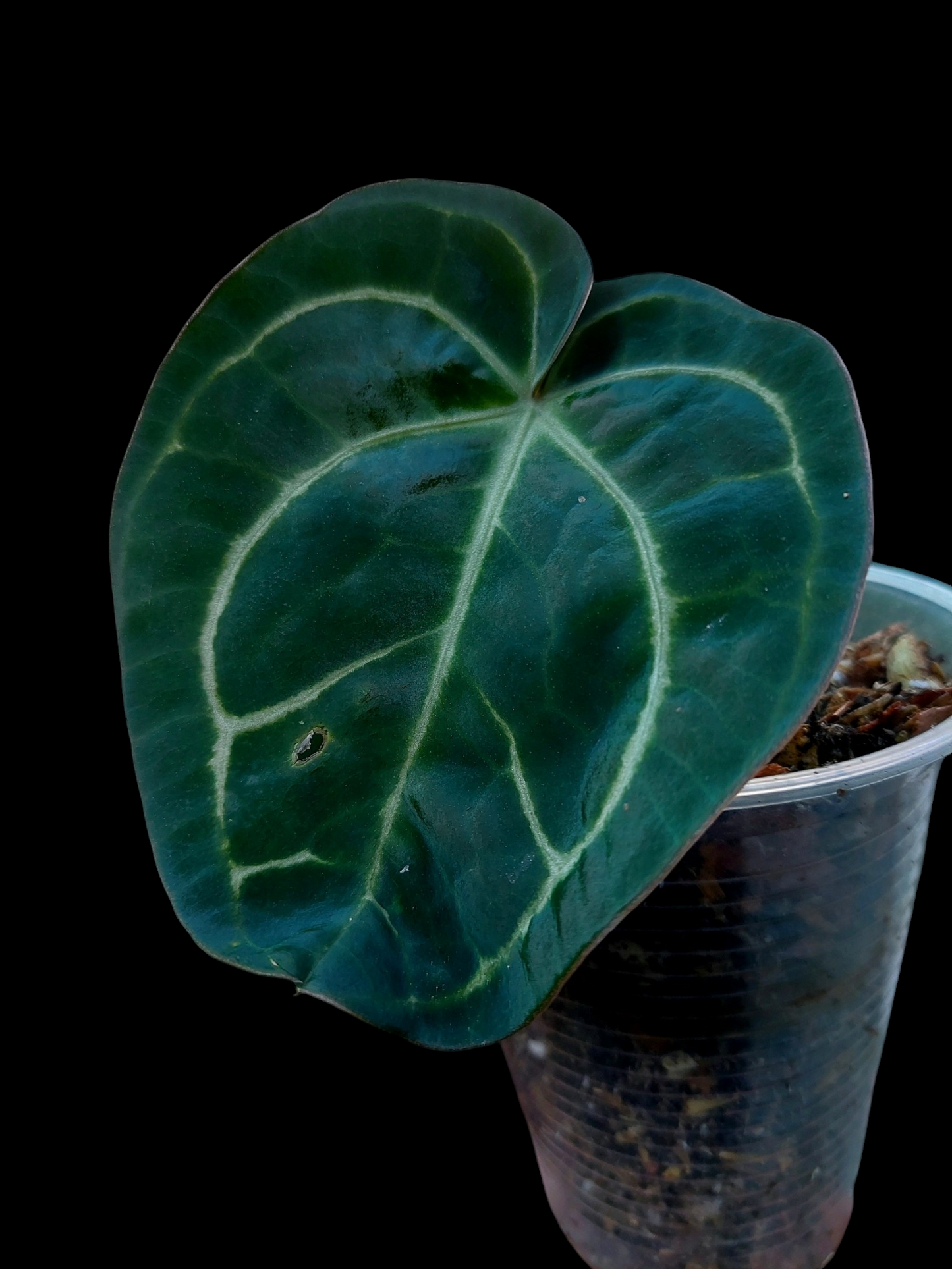 Anthurium Carlablackiae Pure Specie Wild Ecotype (EXACT PLANT)