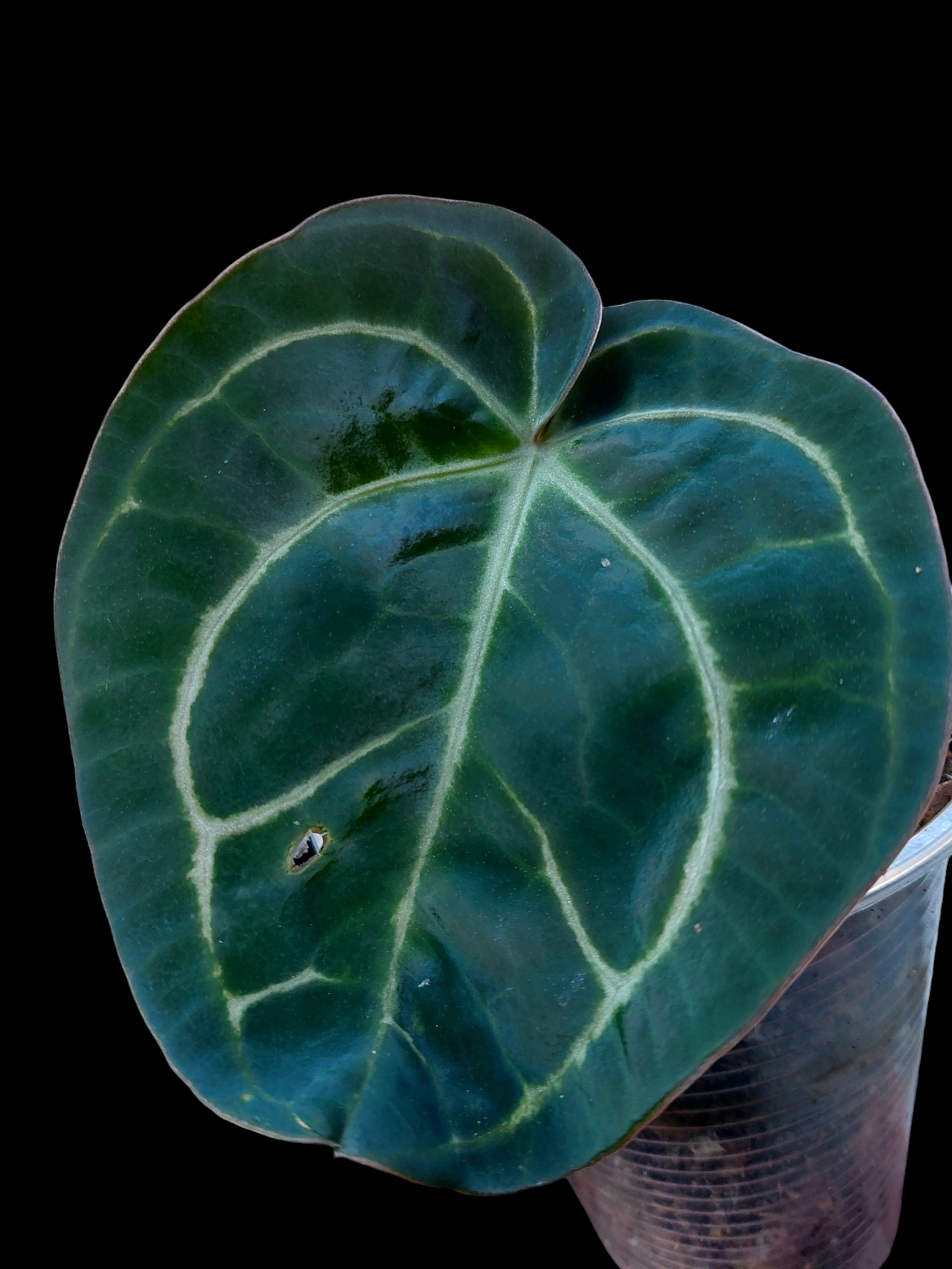 Anthurium Carlablackiae Pure Specie Wild Ecotype (EXACT PLANT)