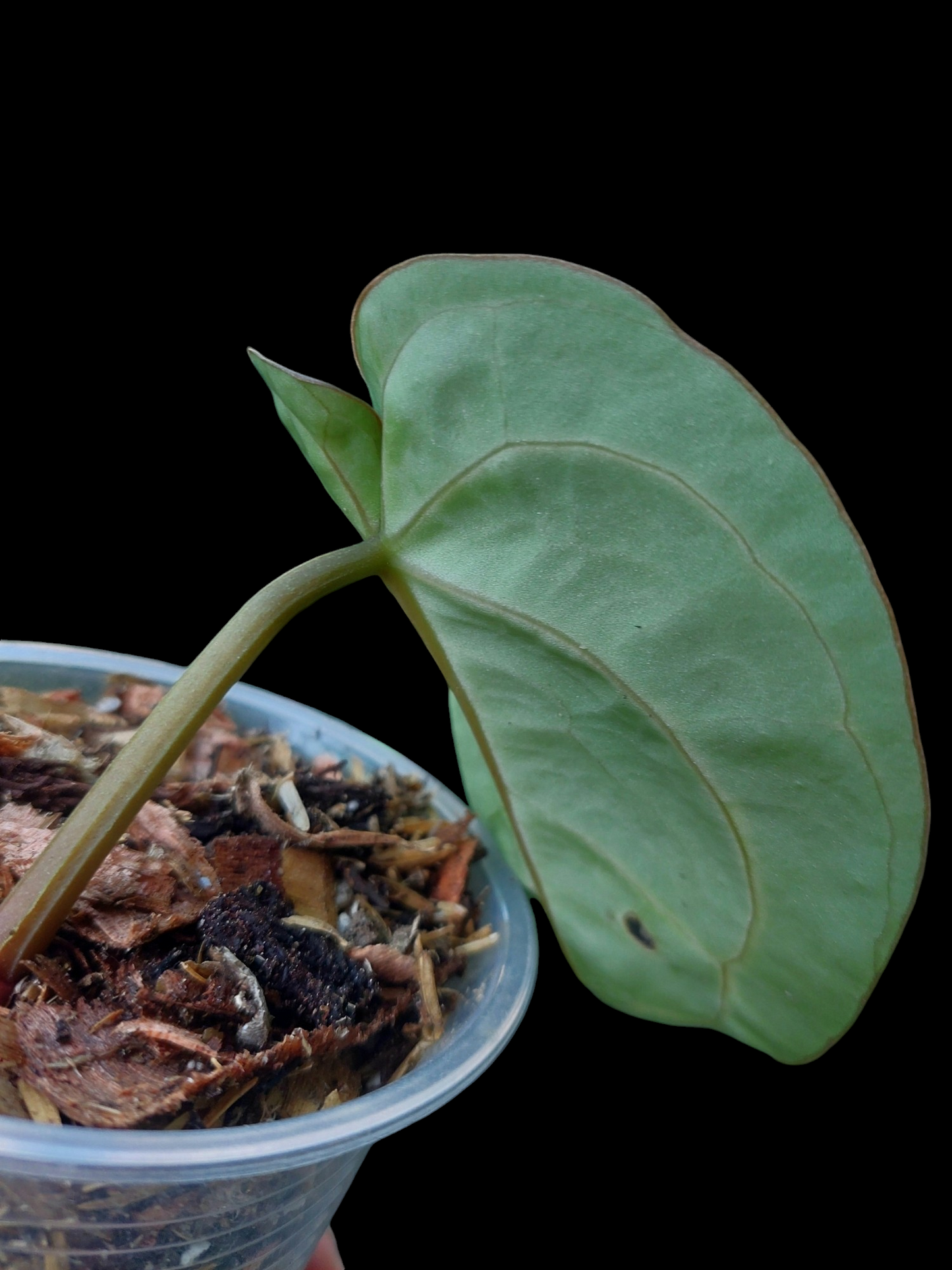 Anthurium Carlablackiae Pure Specie Wild Ecotype (EXACT PLANT)