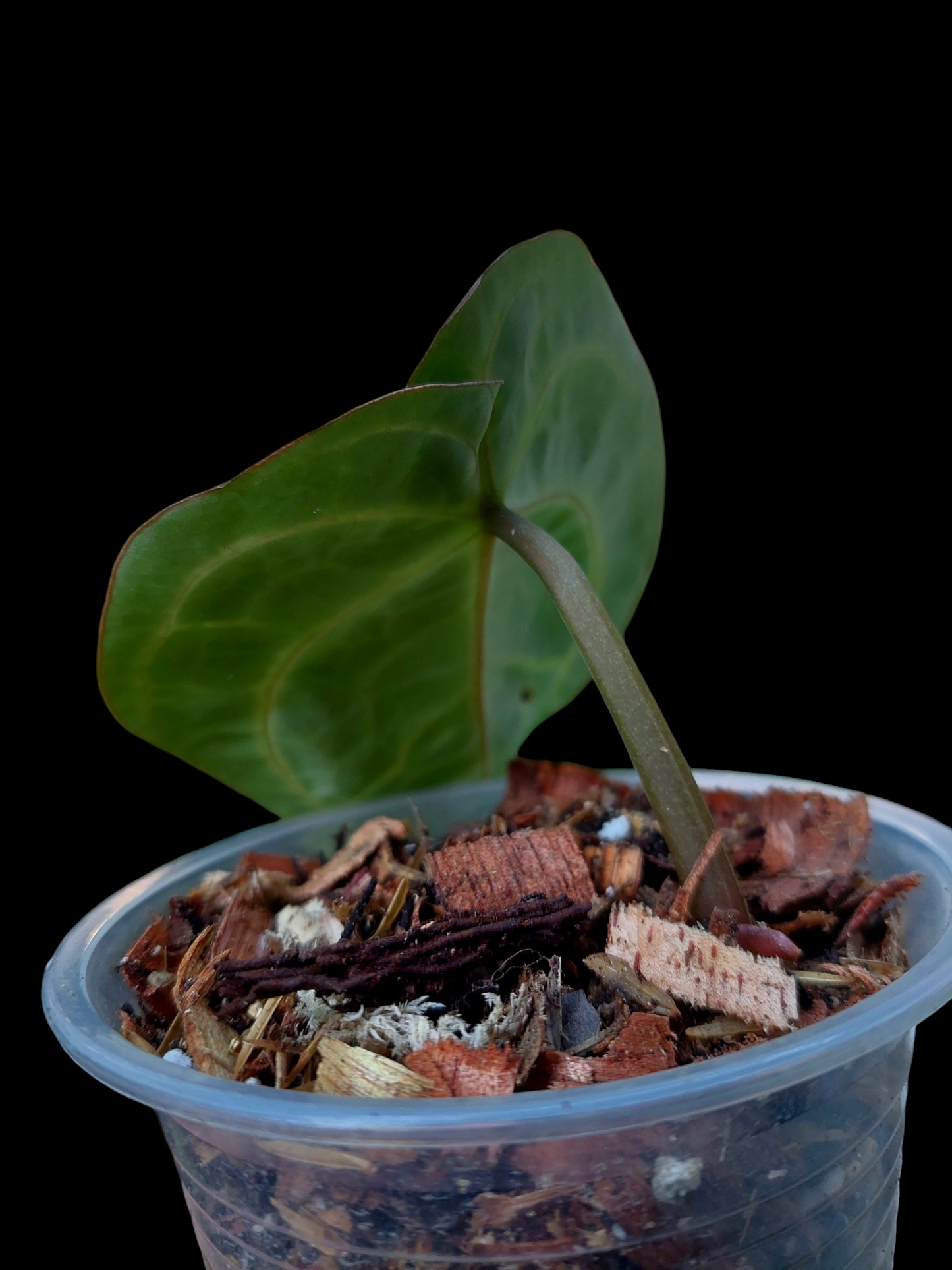 Anthurium Carlablackiae Pure Specie Wild Ecotype (EXACT PLANT)