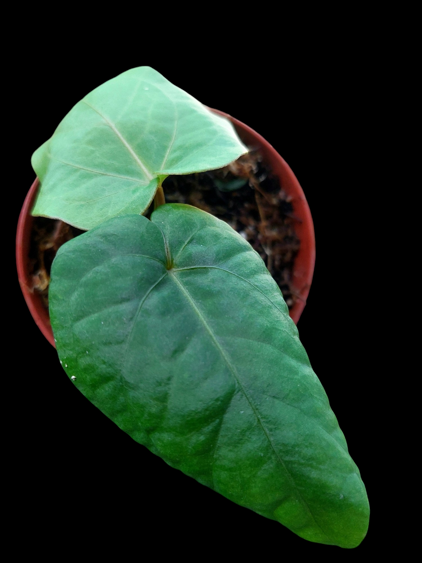 Anthurium Kunayalense Small Size with 2 Leaves Wilde Ecotype Pure Specie (EXACT PLANT)