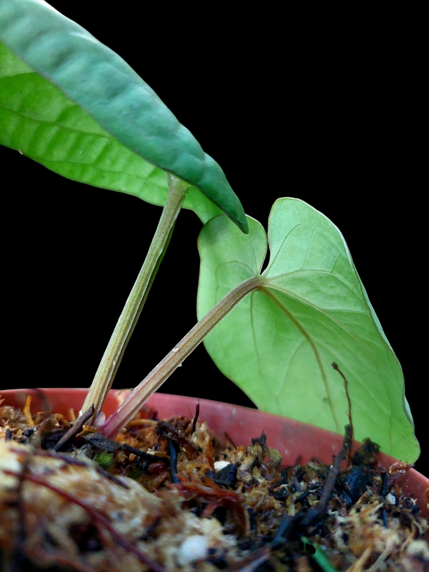 Anthurium Kunayalense Small Size with 2 Leaves Wilde Ecotype Pure Specie (EXACT PLANT)