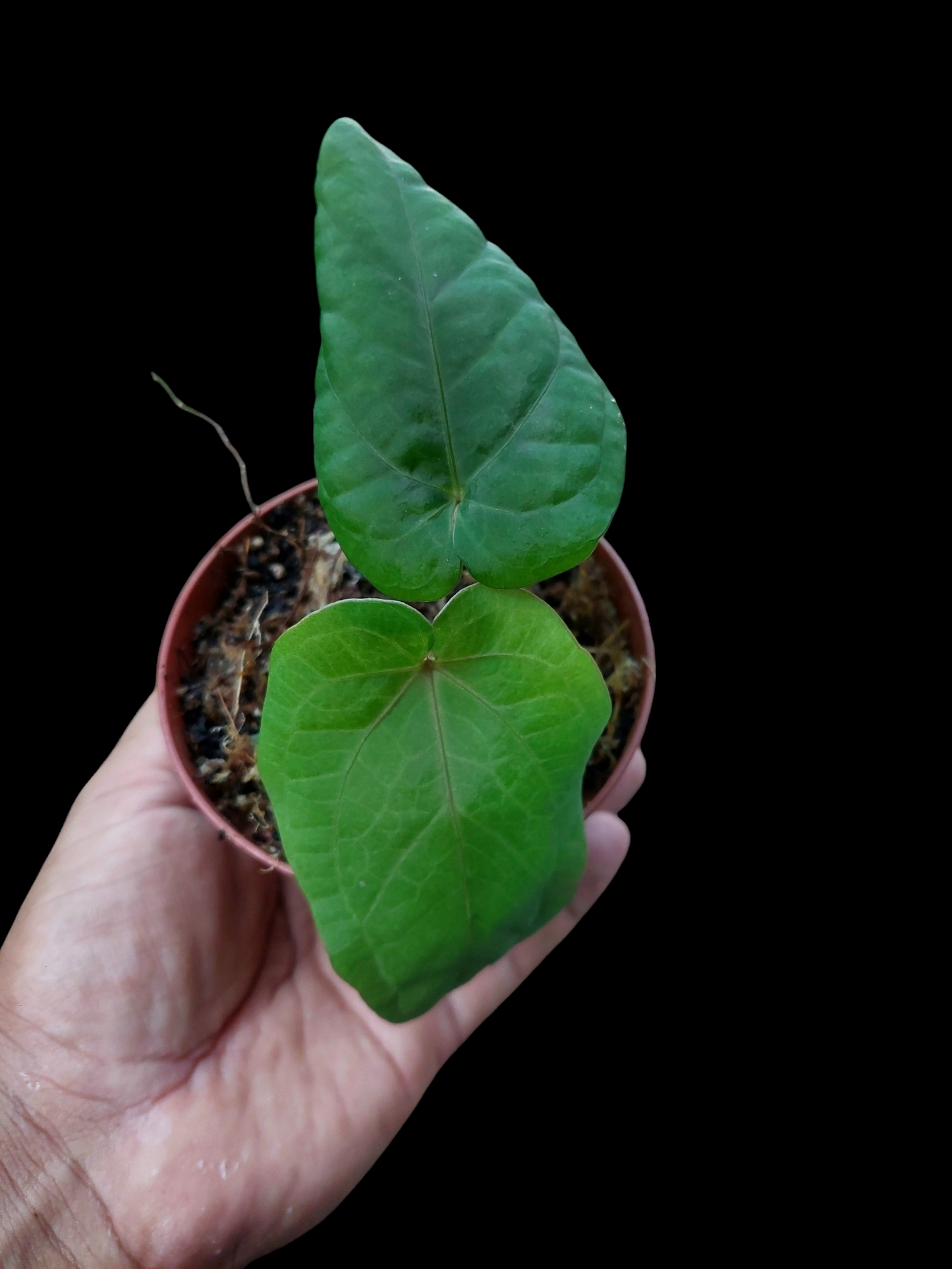 Anthurium Kunayalense Small Size with 2 Leaves Wilde Ecotype Pure Specie (EXACT PLANT)