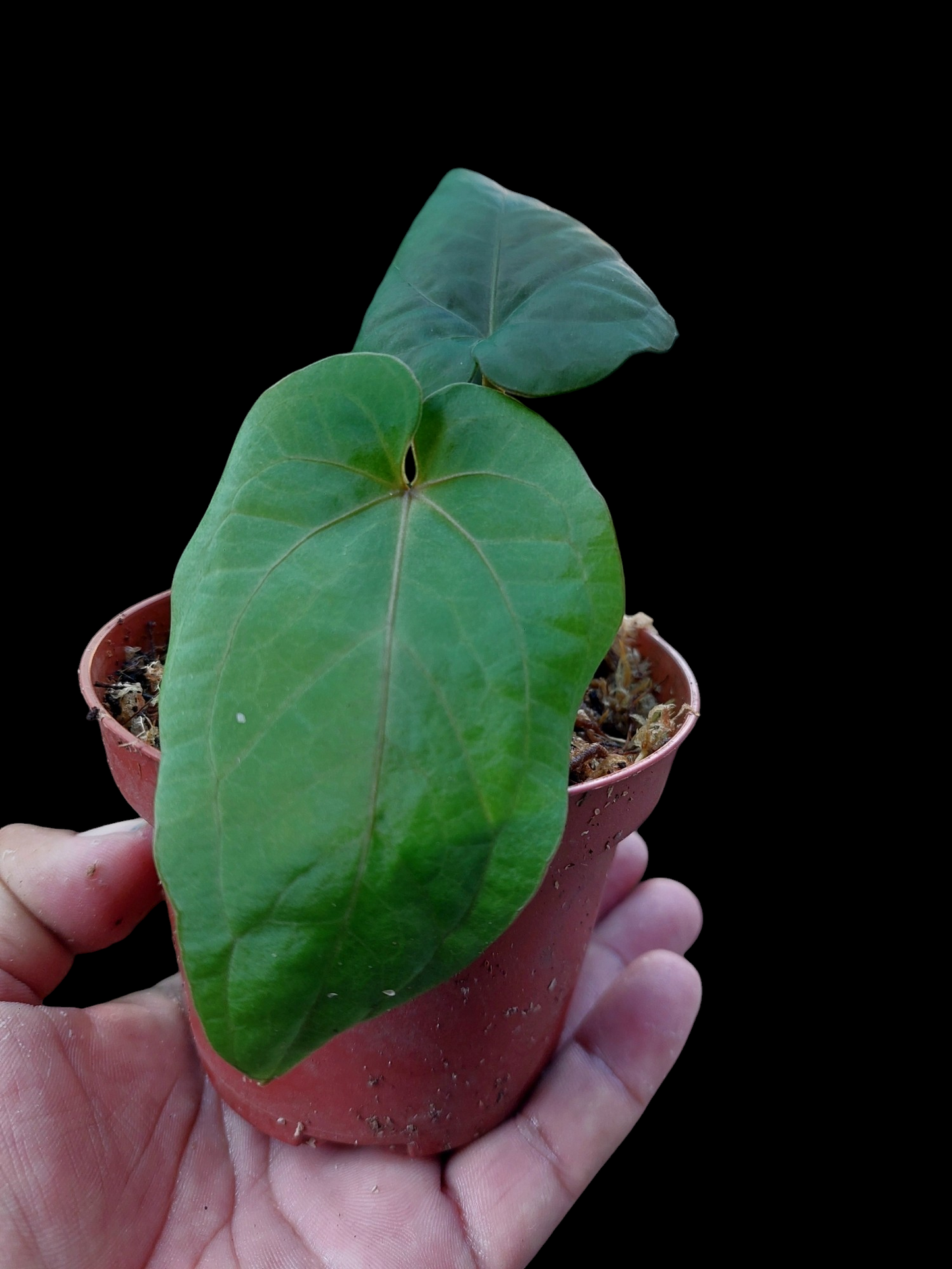 Anthurium Kunayalense Small Size with 2 Leaves Wilde Ecotype Pure Specie (EXACT PLANT)