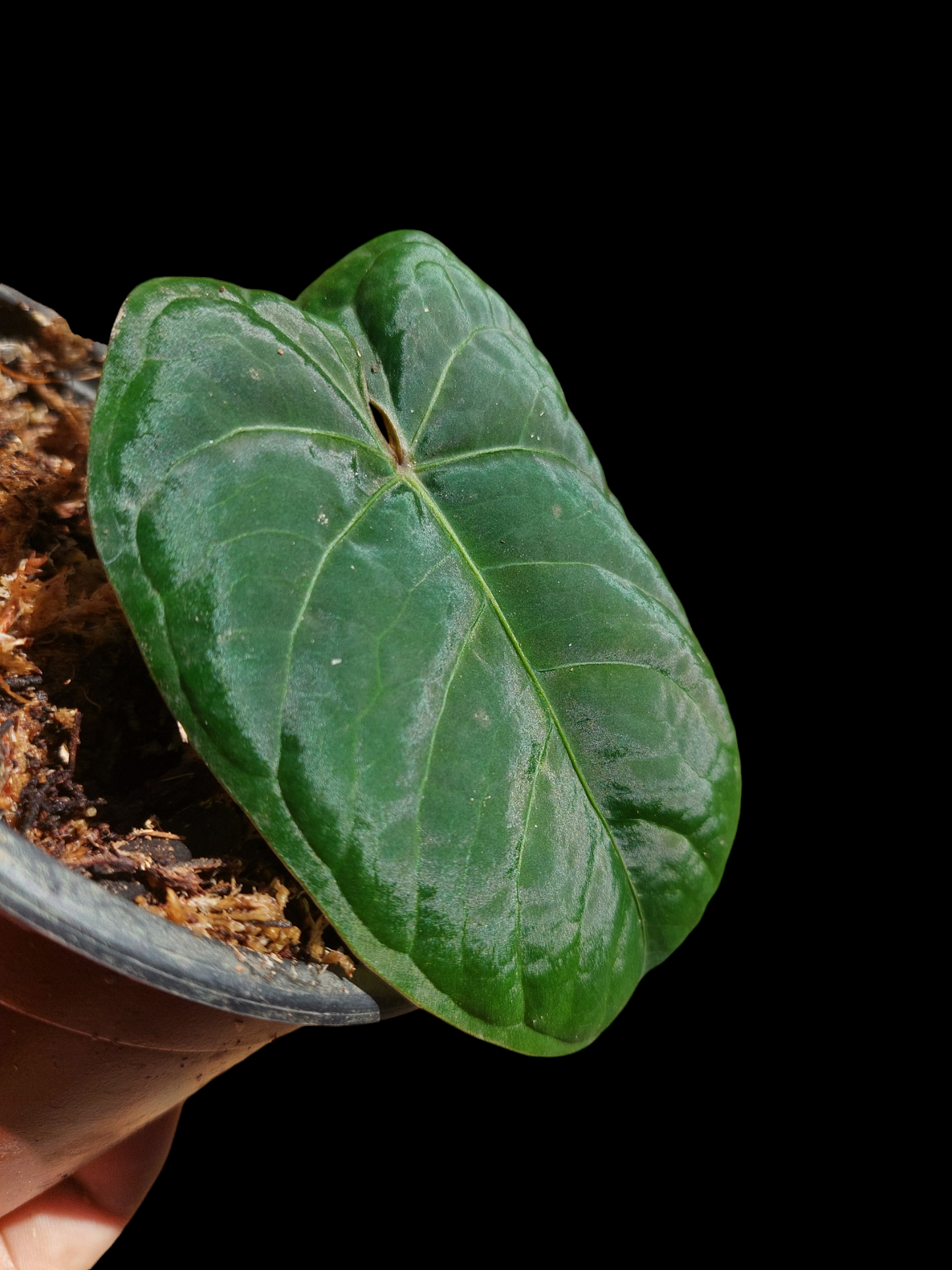 Anthurium Carpishense Velvet (EXACT PLANT)