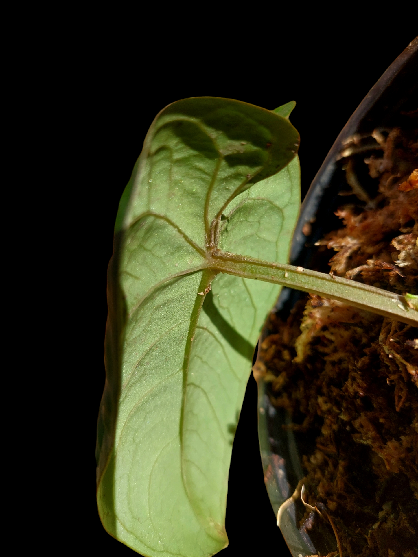 Anthurium Carpishense Velvet (EXACT PLANT)