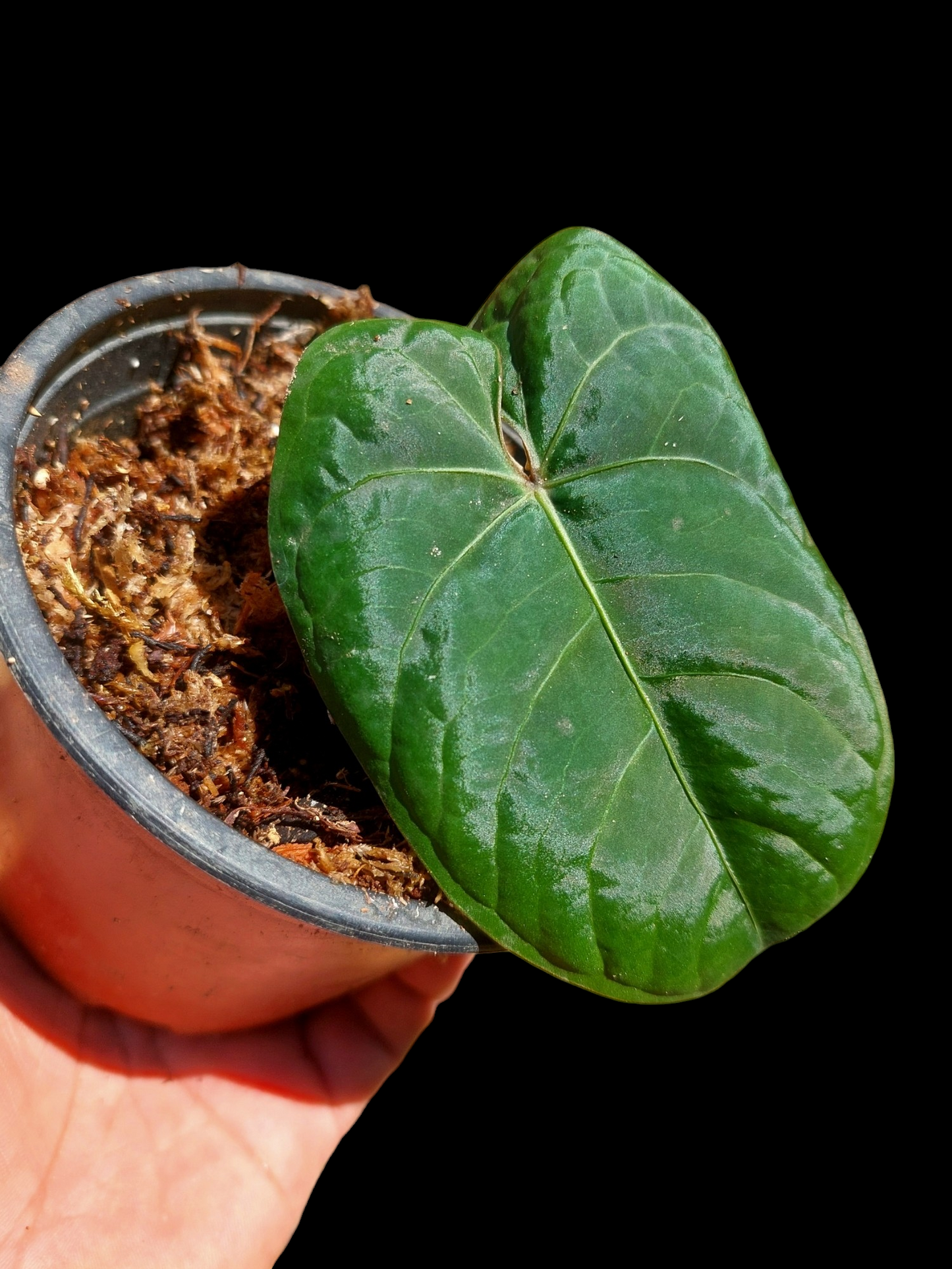 Anthurium Carpishense Velvet (EXACT PLANT)