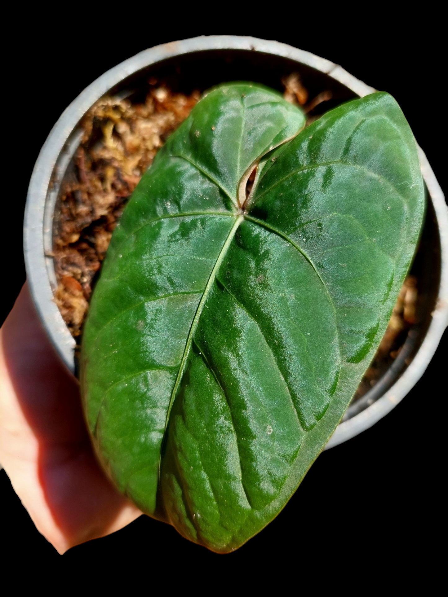 Anthurium Carpishense Velvet (EXACT PLANT)