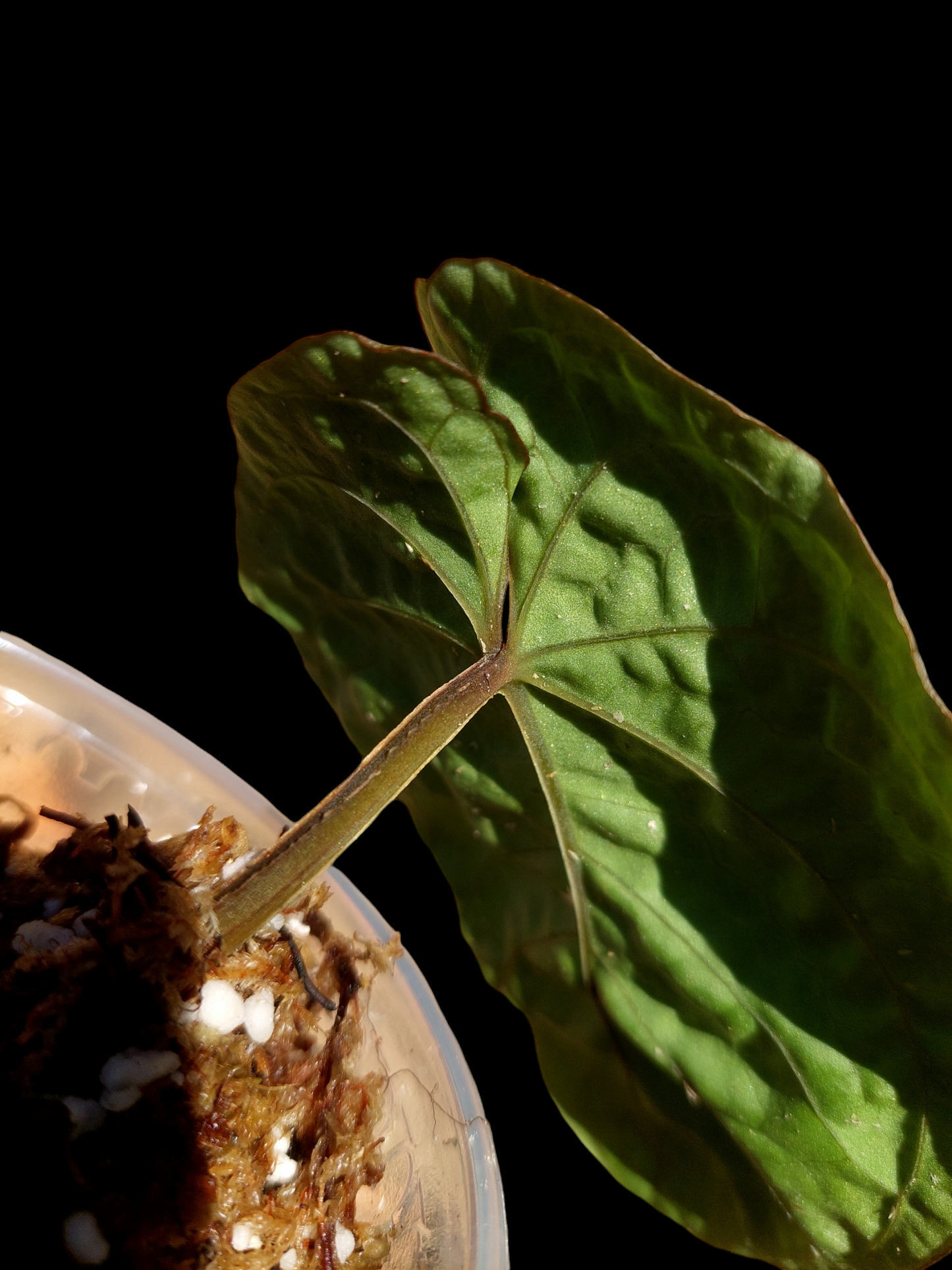 Anthurium Dressleri "Bocas del Toro" Dark Petiole 1 Leaf  Wild Ecotype (EXACT PLANT)