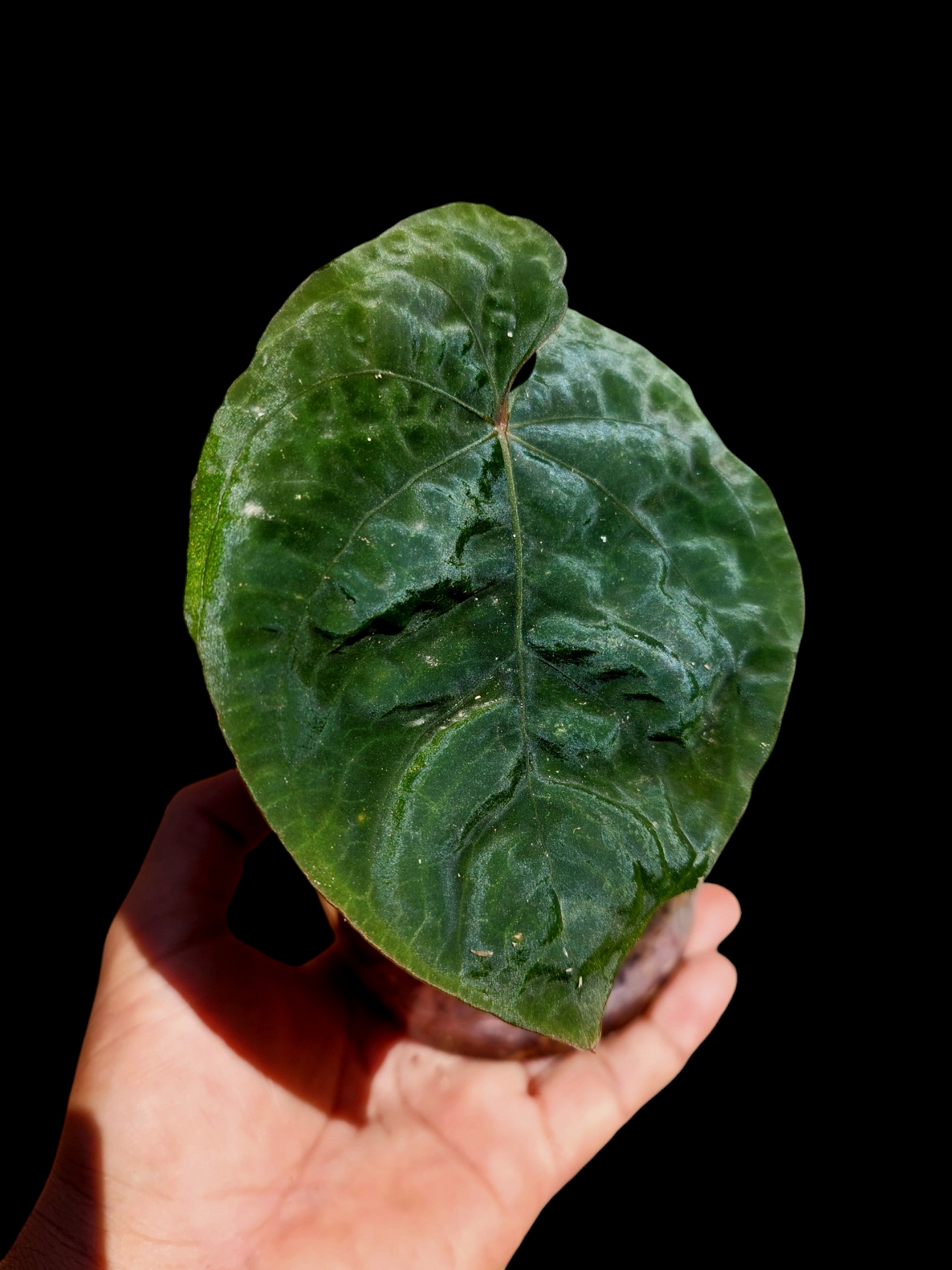 Anthurium Dressleri "Bocas del Toro" Dark Petiole 1 Leaf  Wild Ecotype (EXACT PLANT)