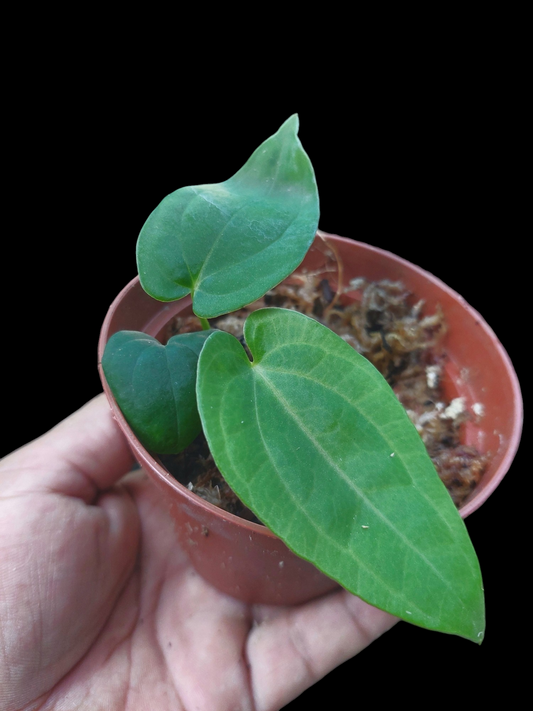 Anthurium Kunayalense Small Size with 3 Leaves Wilde Ecotype Pure Specie (EXACT PLANT)