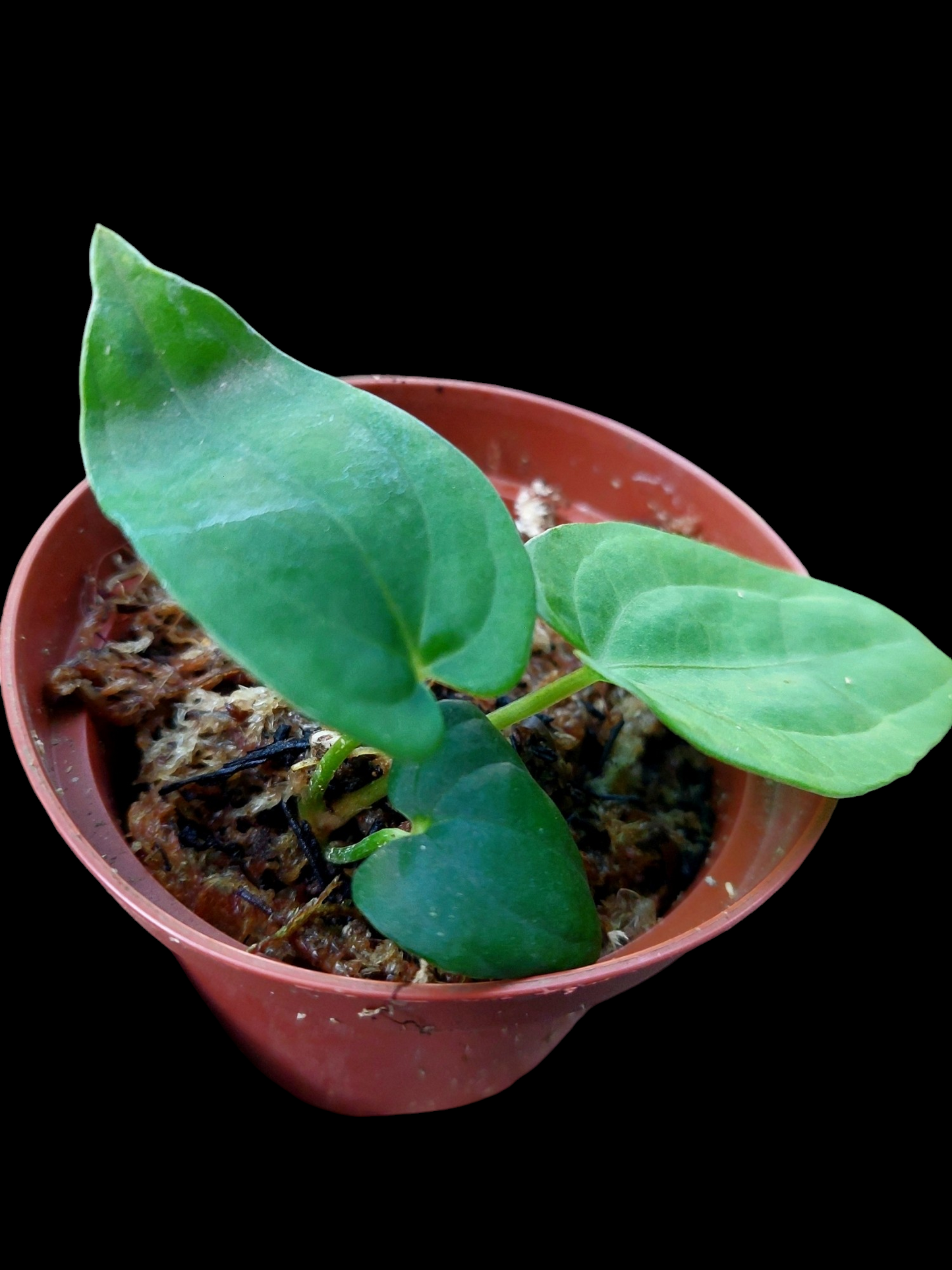 Anthurium Kunayalense Small Size with 3 Leaves Wilde Ecotype Pure Specie (EXACT PLANT)