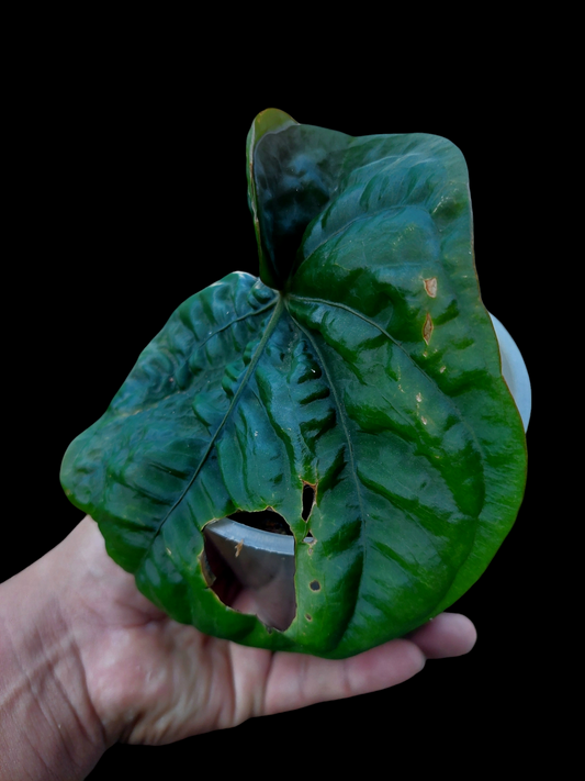 Anthurium Dressleri "Bocas del Toro" Large Size Wild Ecotype (EXACT PLANT)