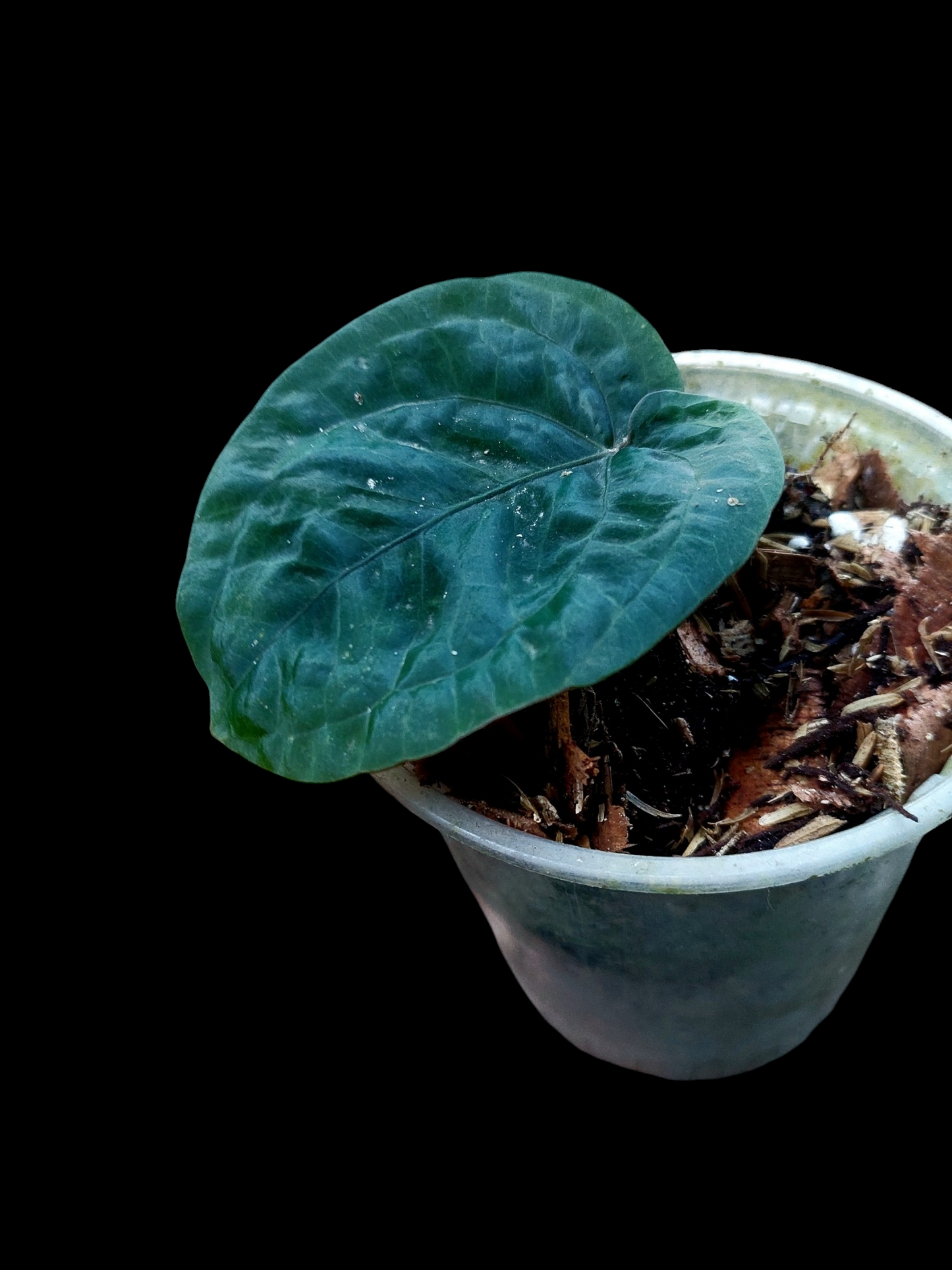 Anthurium Dressleri "Bocas del Toro" Wild Ecotype with 1 Leaf (EXACT PLANT)