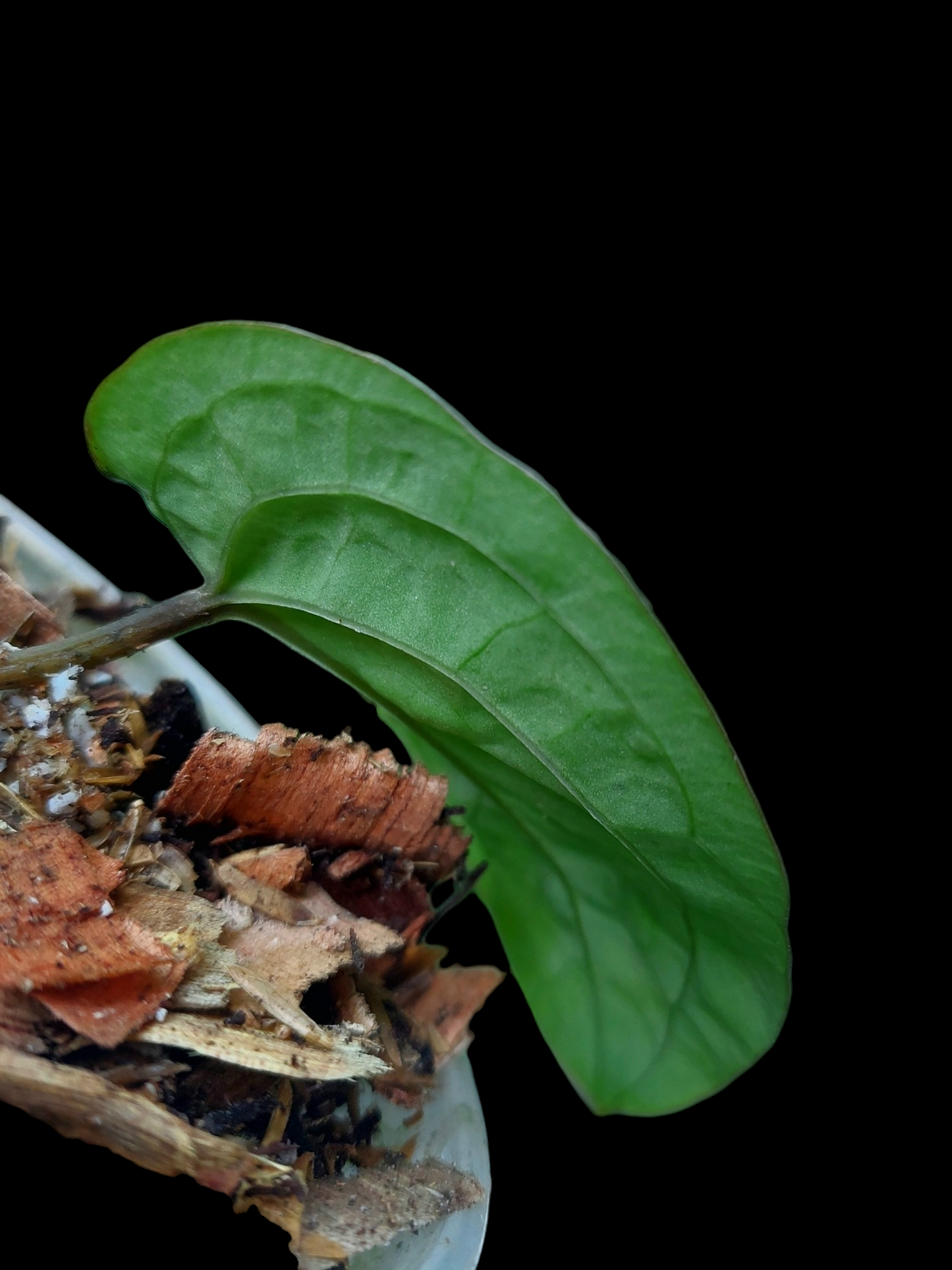 Anthurium Dressleri "Bocas del Toro" Wild Ecotype with 1 Leaf (EXACT PLANT)