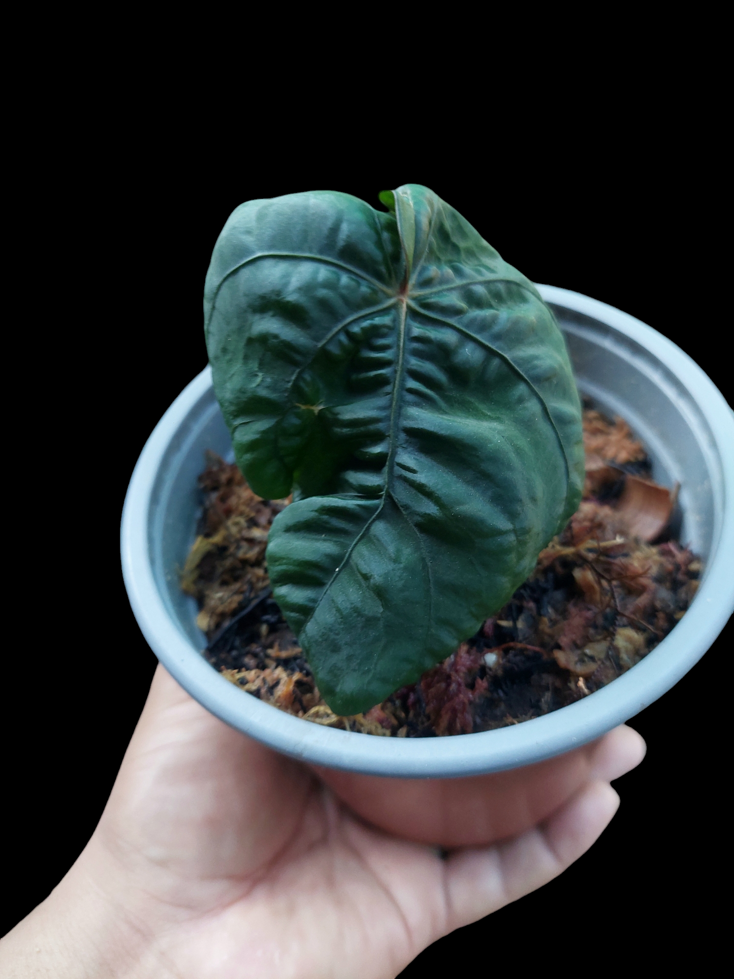 Anthurium Dressleri "Bocas del Toro" Dark Petiole Wild Ecotype 1 leaf (EXACT PLANT)