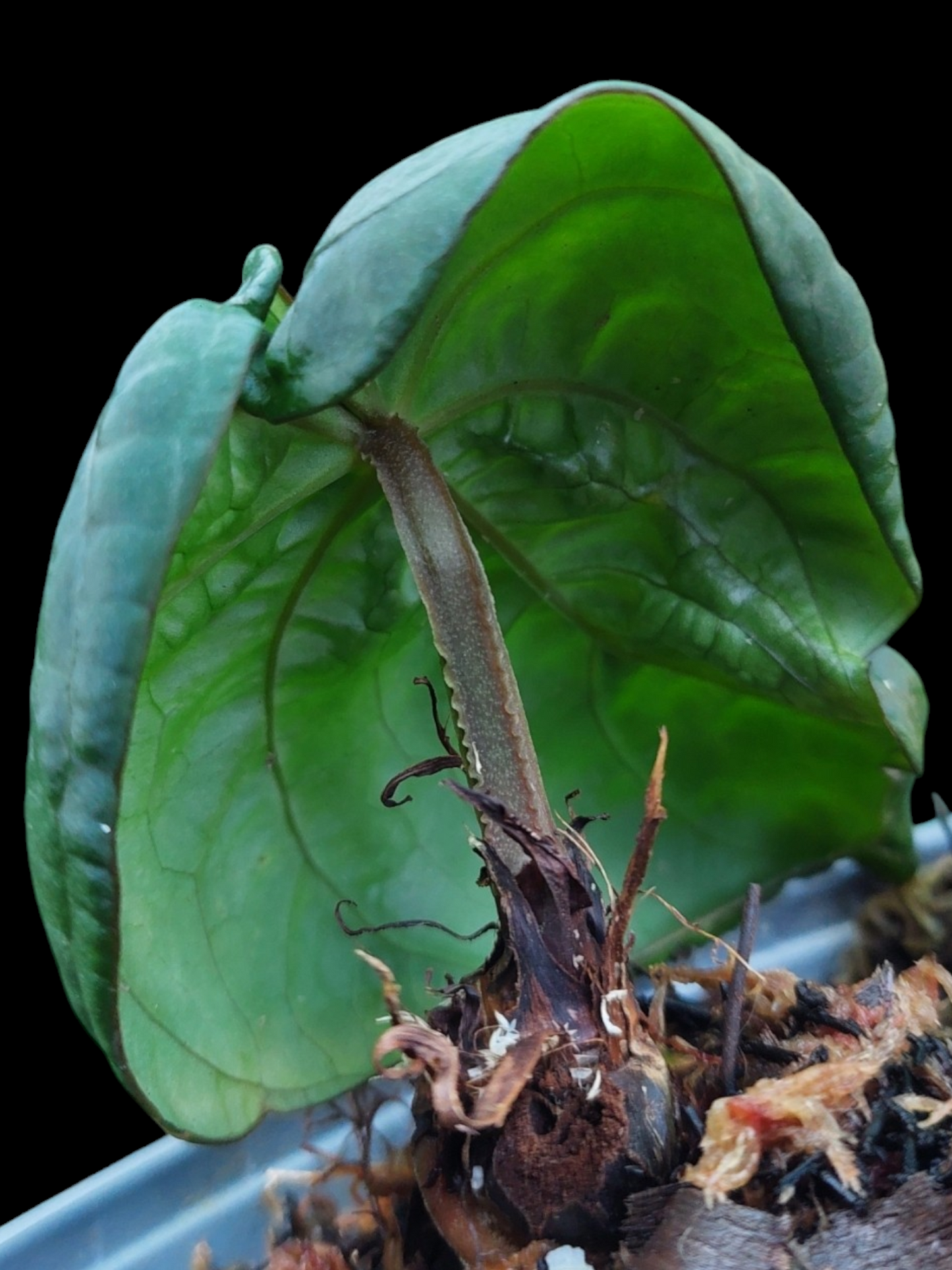 Anthurium Dressleri "Bocas del Toro" Dark Petiole Wild Ecotype 1 leaf (EXACT PLANT)