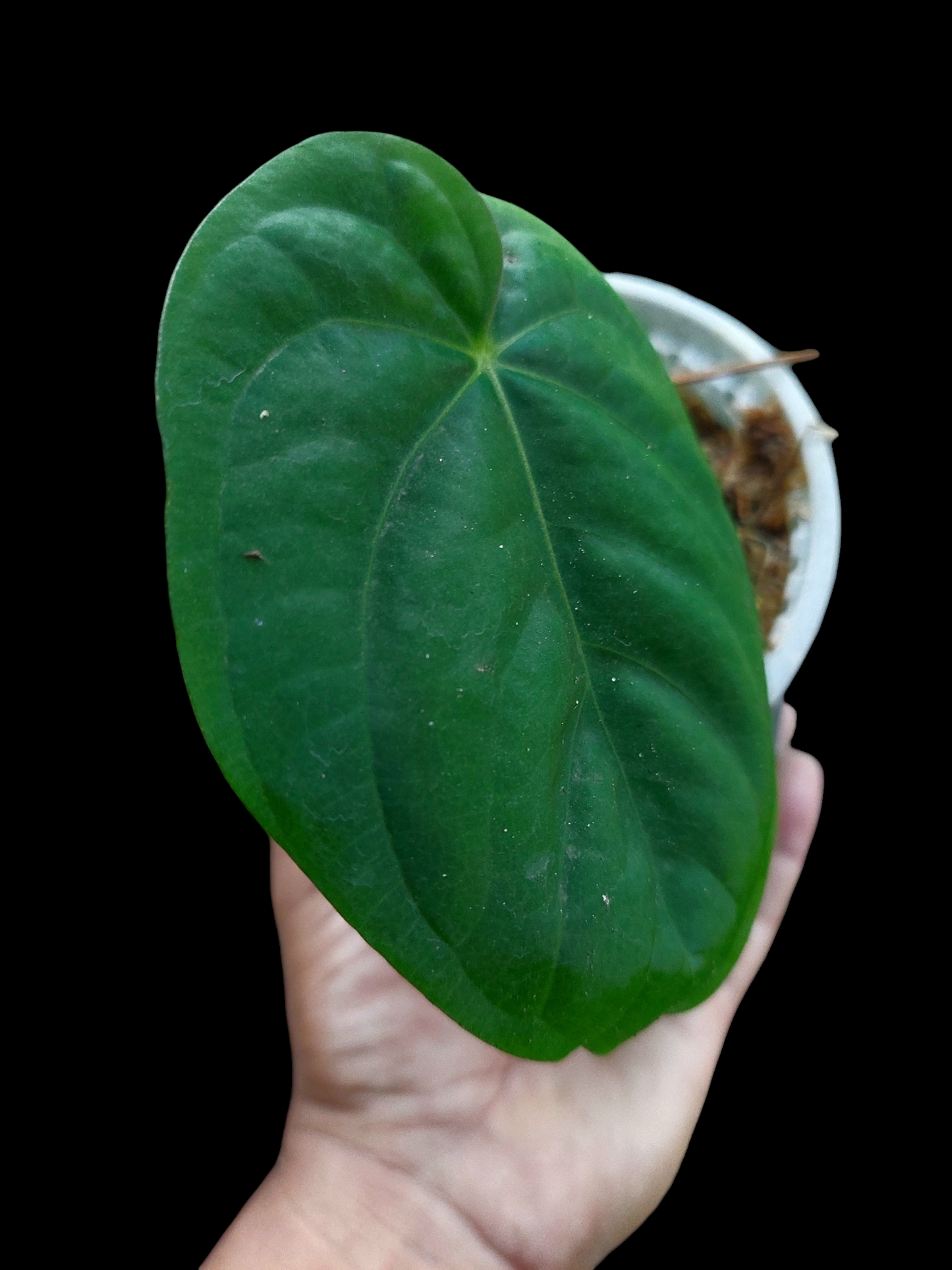 Anthurium Dressleri 'Rio Guanche' Wild Ecotype (EXACT PLANT)