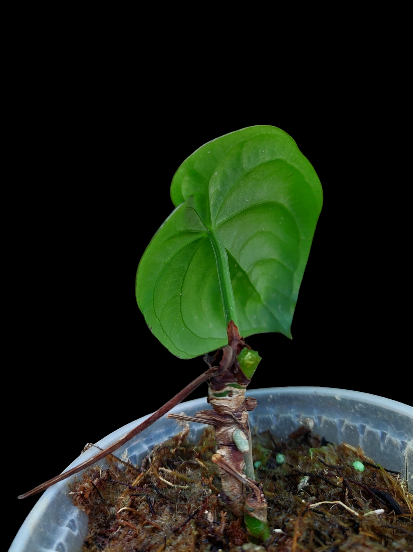 Anthurium Dressleri 'Rio Guanche' Wild Ecotype (EXACT PLANT)