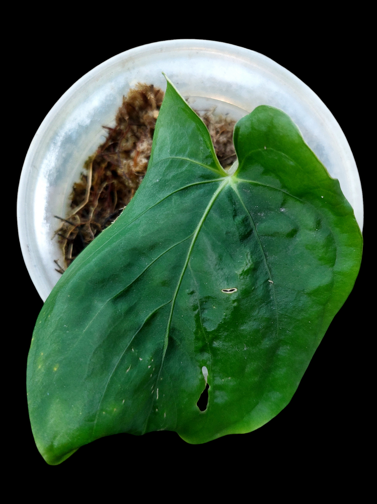 Anthurium Kunayalense Wild Ecotype Small Size (EXACT PLANT)