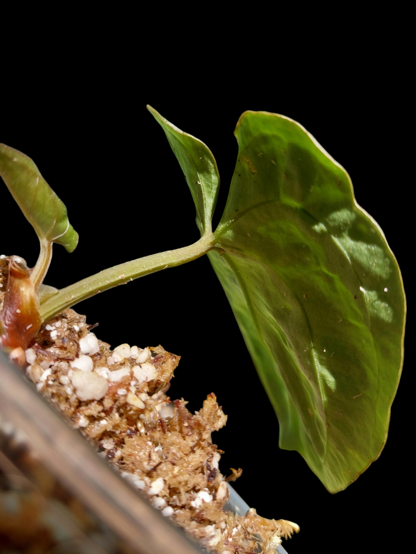 Anthurium Dressleri 'Colon' Wild Ecotype 2 Leaves (EXACT PLANT)