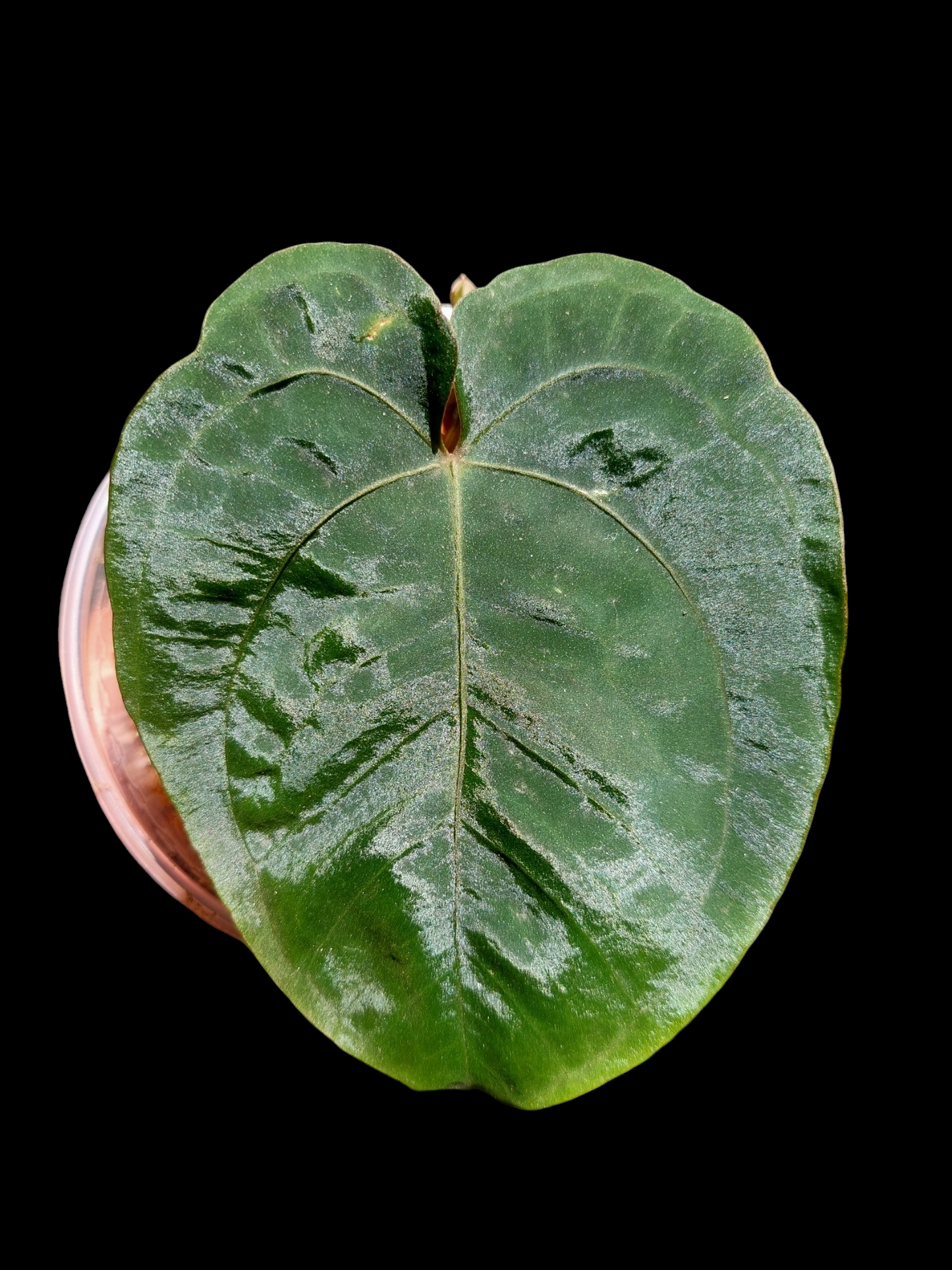 Anthurium Dressleri 'Colon' Wild Ecotype 2 Leaves (EXACT PLANT)