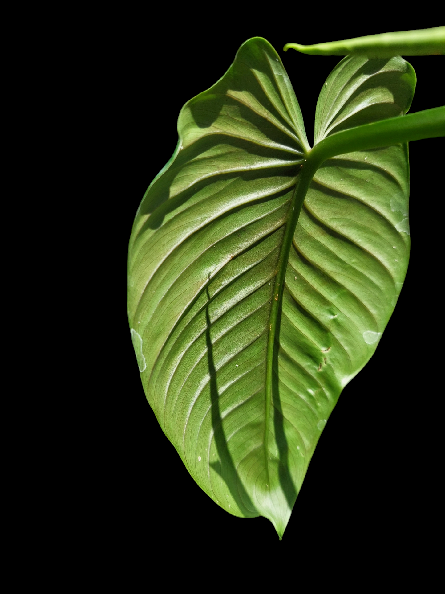 Philodendron sp. 'San Martin' Peru Wild Ecotype (EXACT PLANT)