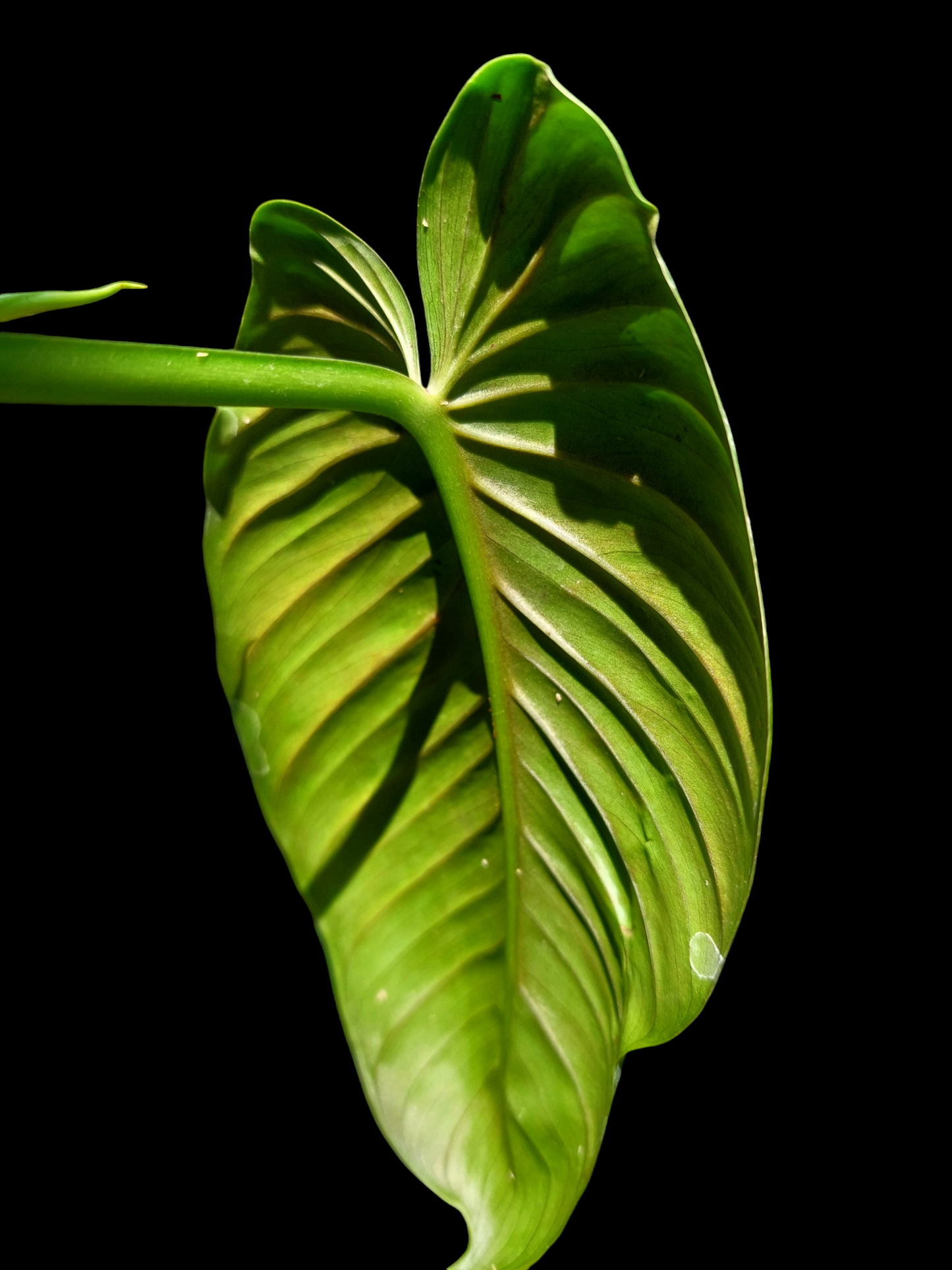 Philodendron sp. 'San Martin' Peru Wild Ecotype (EXACT PLANT)