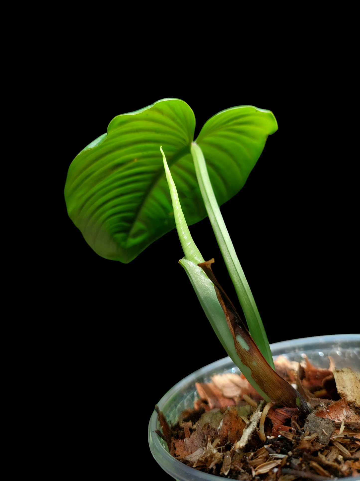 Philodendron sp. 'San Martin' Peru Wild Ecotype (EXACT PLANT)