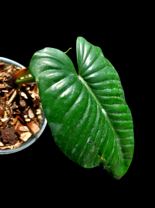 Philodendron sp. 'San Martin' Peru Wild Ecotype (EXACT PLANT)