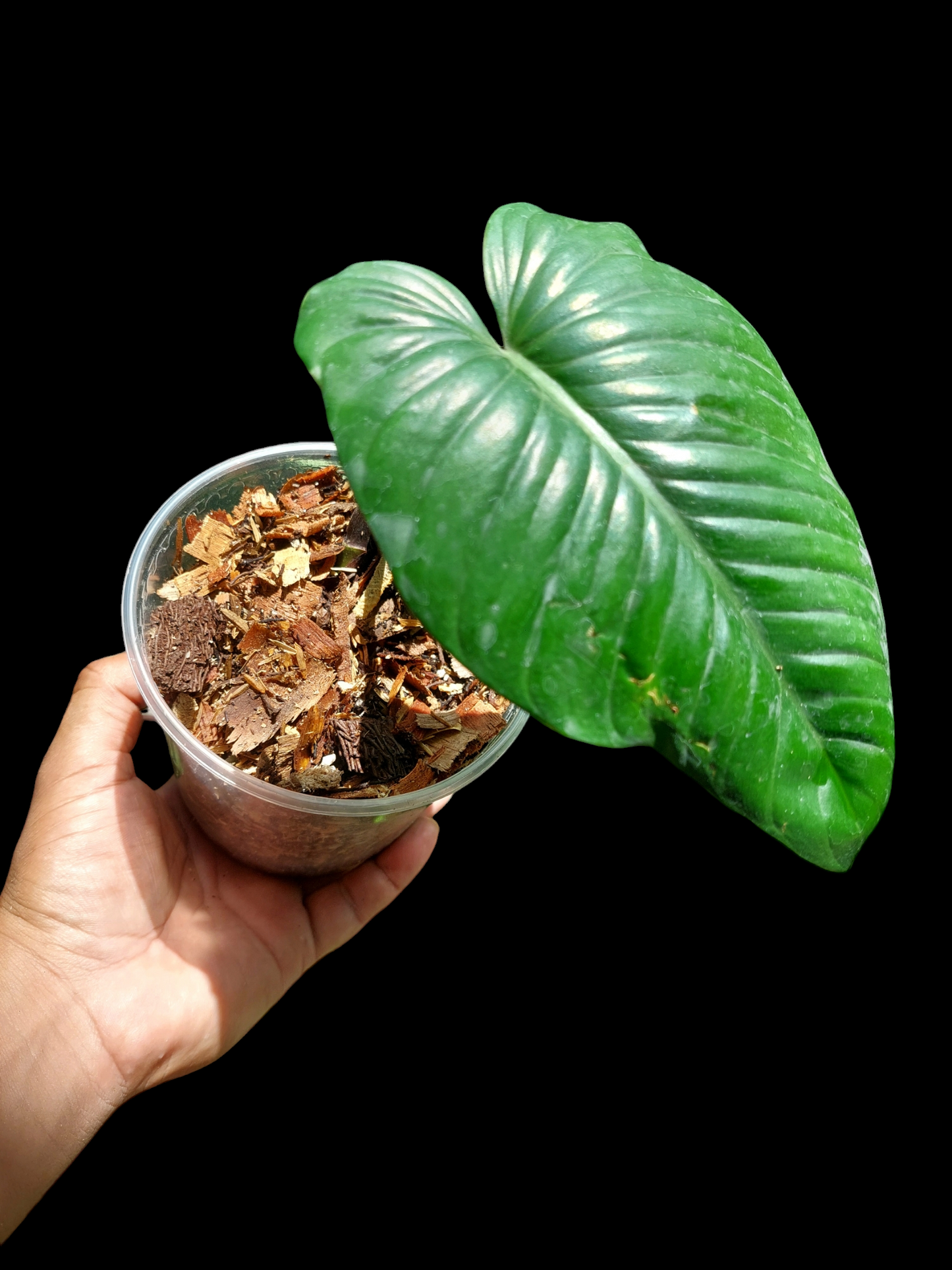 Philodendron sp. 'San Martin' Peru Wild Ecotype (EXACT PLANT)