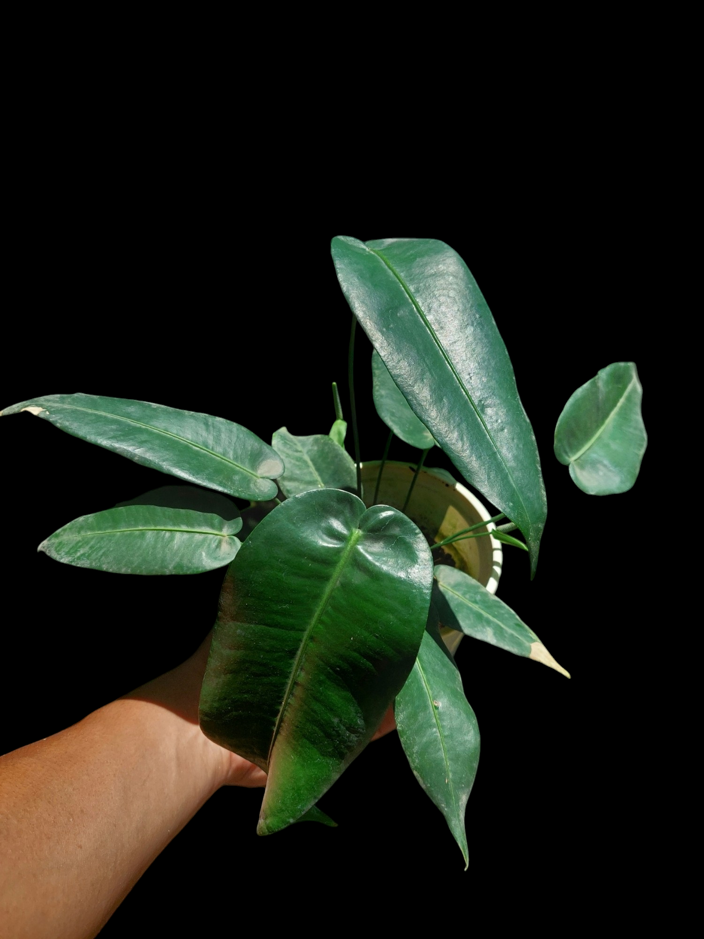 Anthurium Timplowmani Mature Form with 10 Leaves (EXACT PLANT)