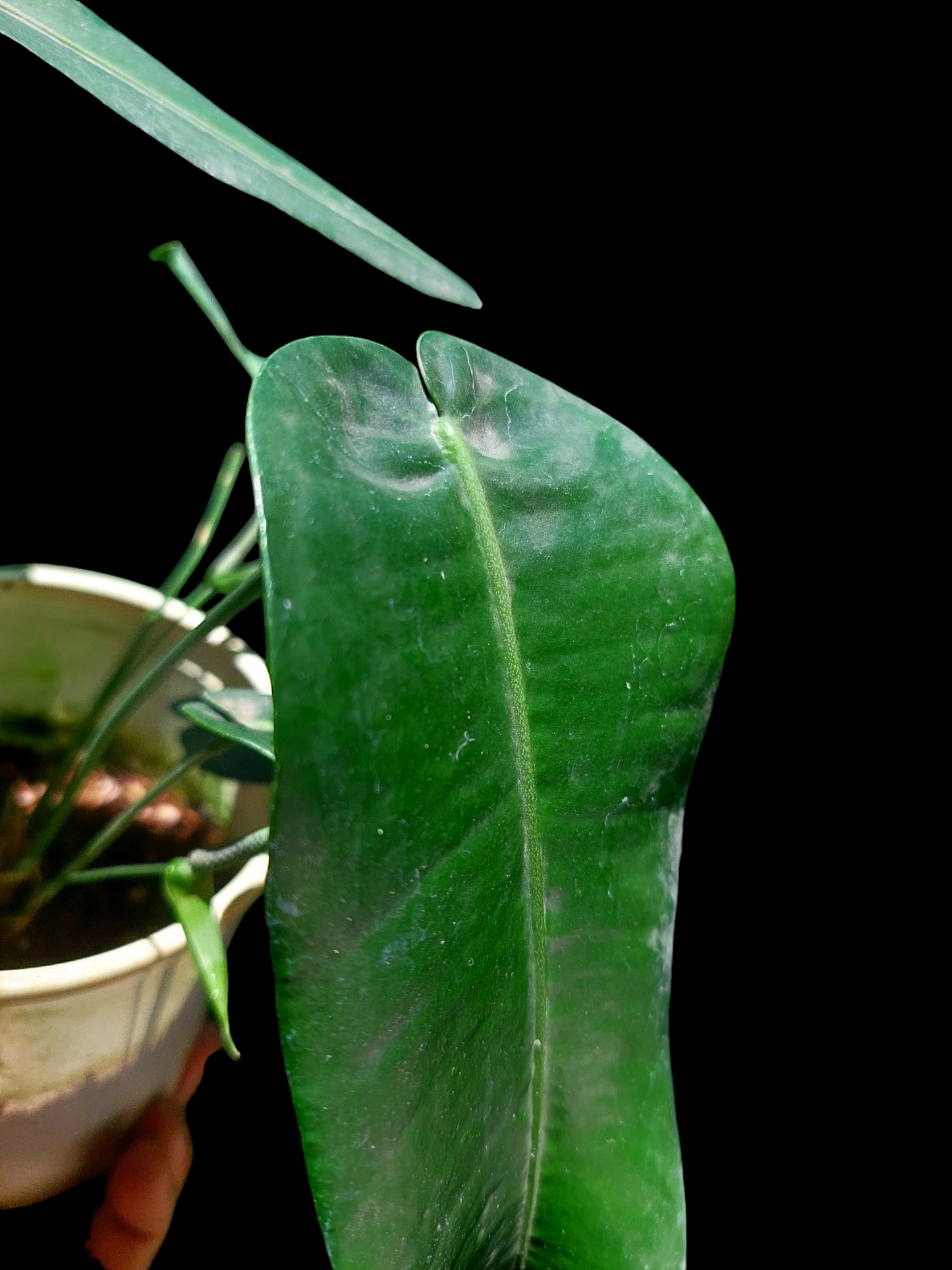 Anthurium Timplowmani Mature Form with 10 Leaves (EXACT PLANT)