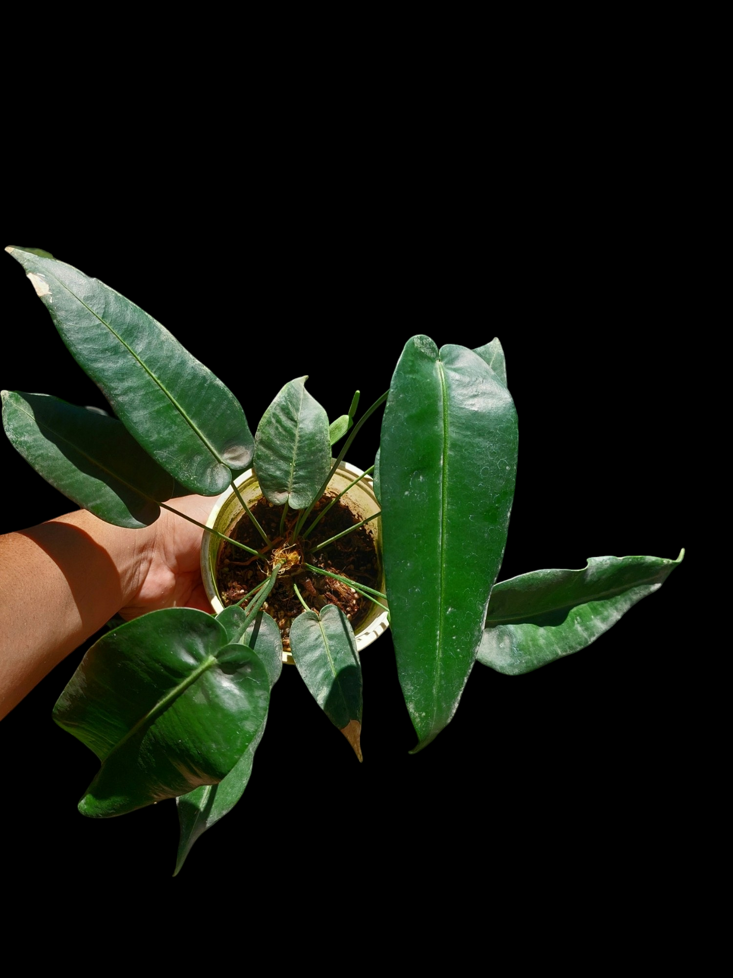 Anthurium Timplowmani Mature Form with 10 Leaves (EXACT PLANT)