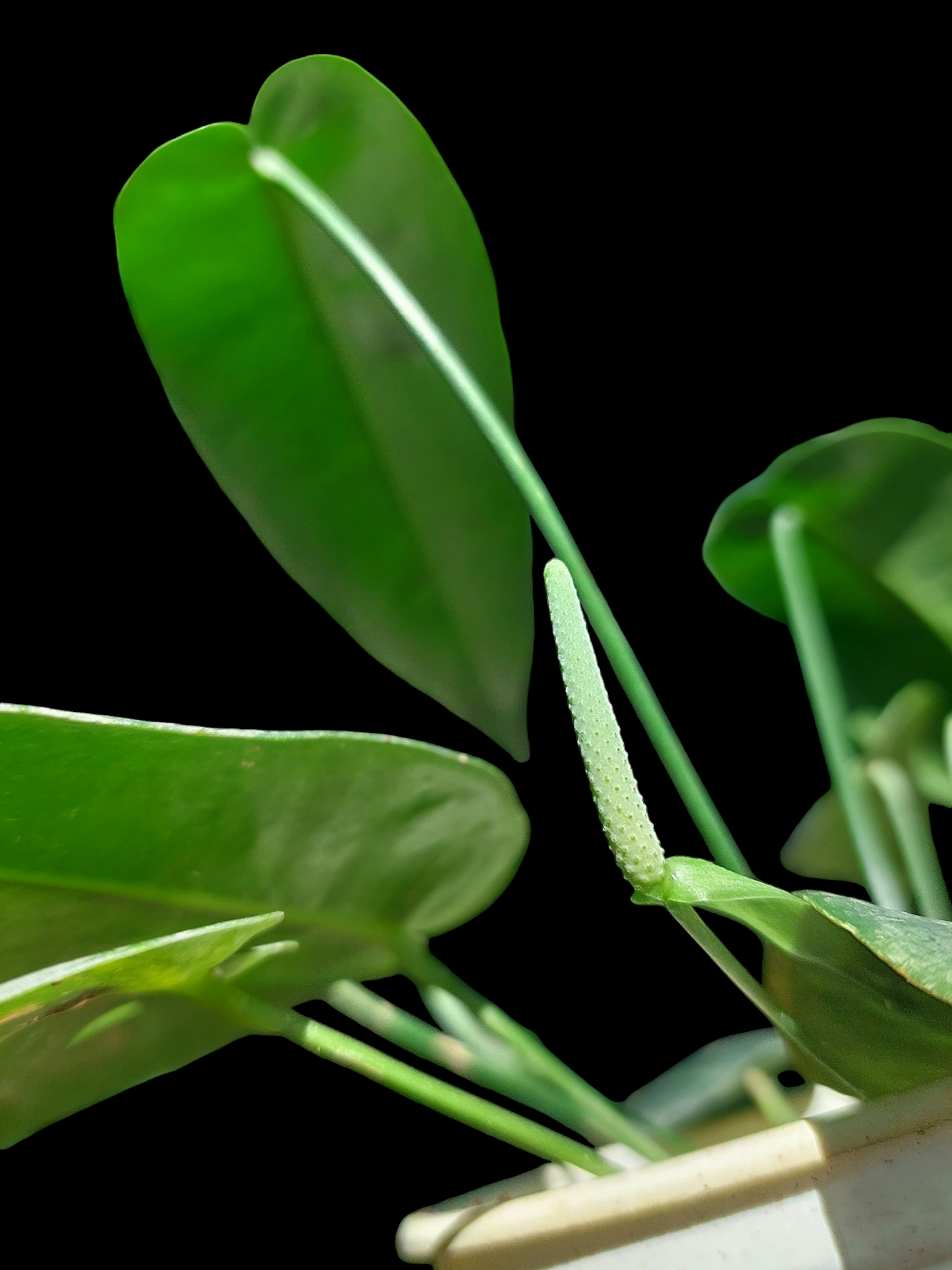 Anthurium Timplowmani Mature Form with 10 Leaves (EXACT PLANT)