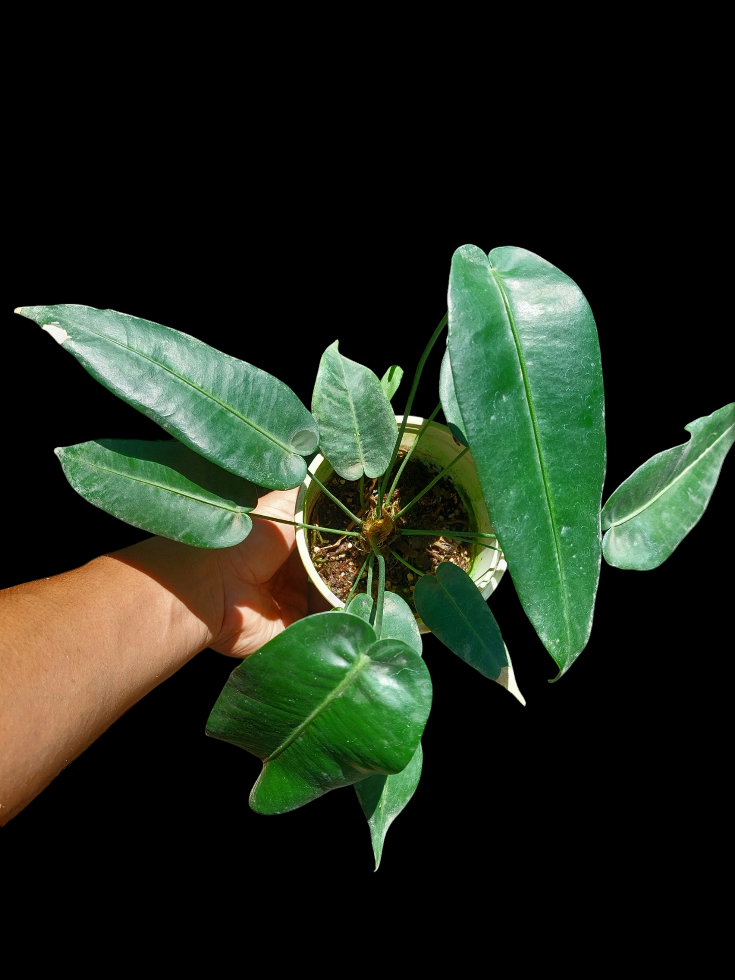 Anthurium Timplowmani Mature Form with 10 Leaves (EXACT PLANT)