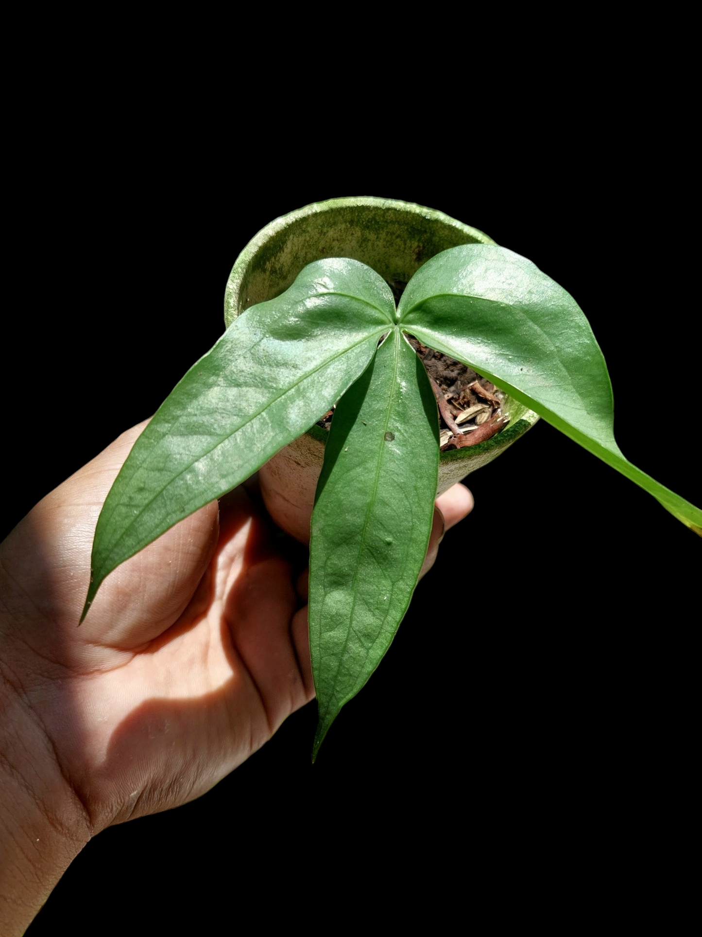 Anthurium sp. "Silver Fingers" Wild Ecotype (EXACT PLANT)