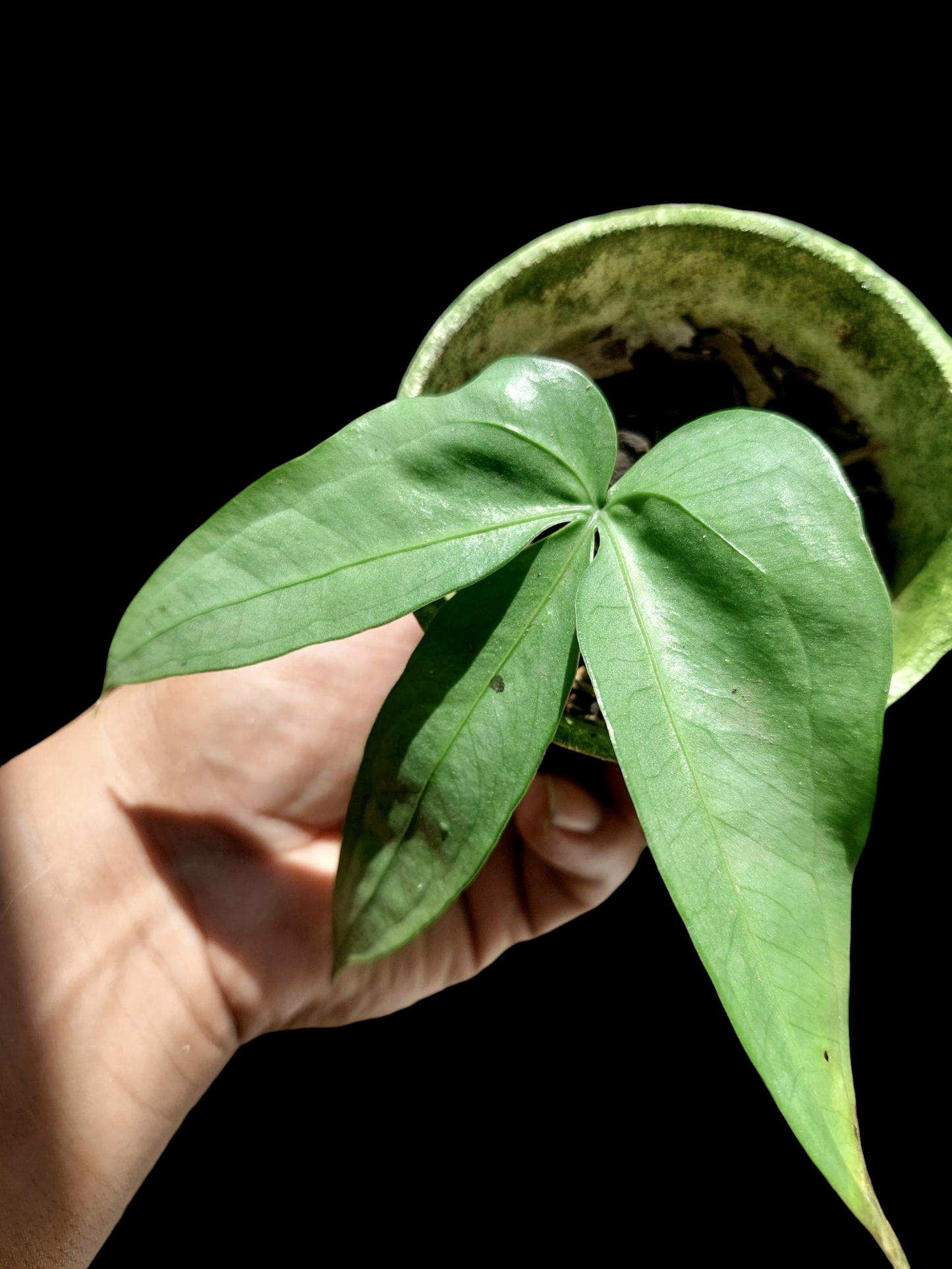 Anthurium sp. "Silver Fingers" Wild Ecotype (EXACT PLANT)