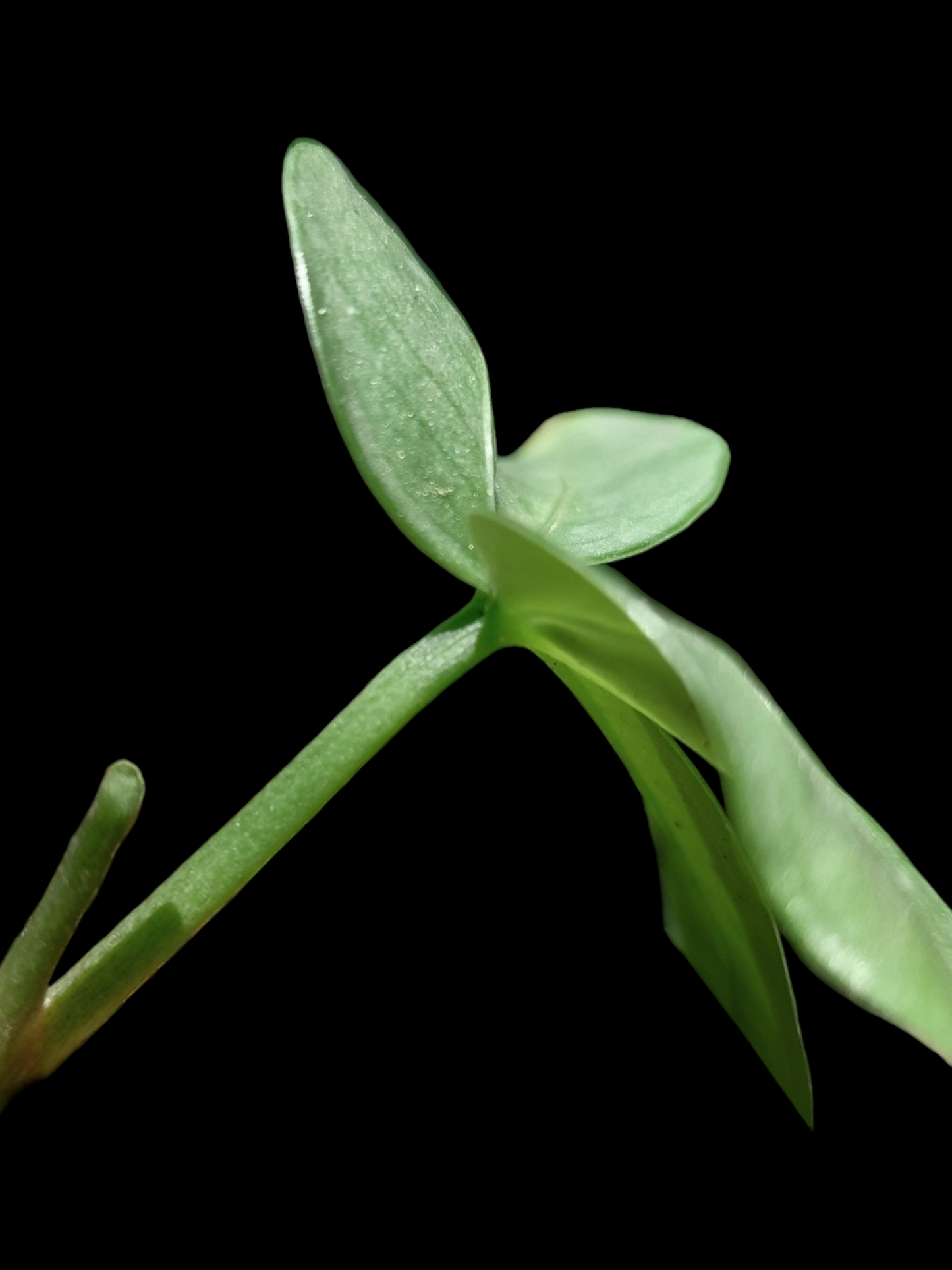 Anthurium sp. "Silver Fingers" Wild Ecotype (EXACT PLANT)