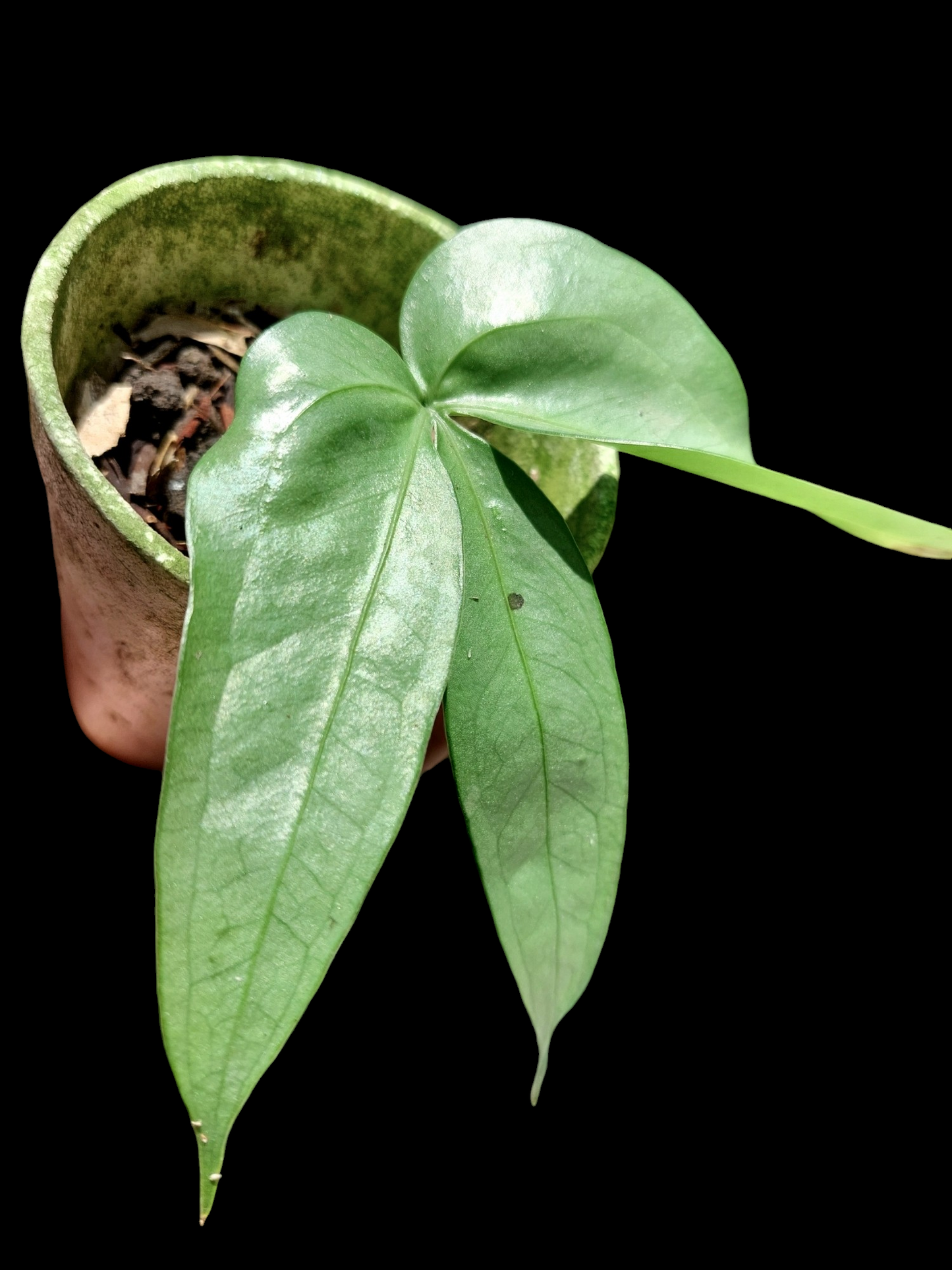 Anthurium sp. "Silver Fingers" Wild Ecotype (EXACT PLANT)