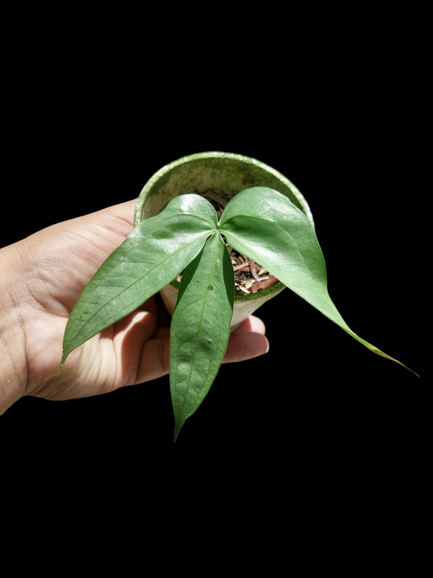 Anthurium sp. "Silver Fingers" Wild Ecotype (EXACT PLANT)