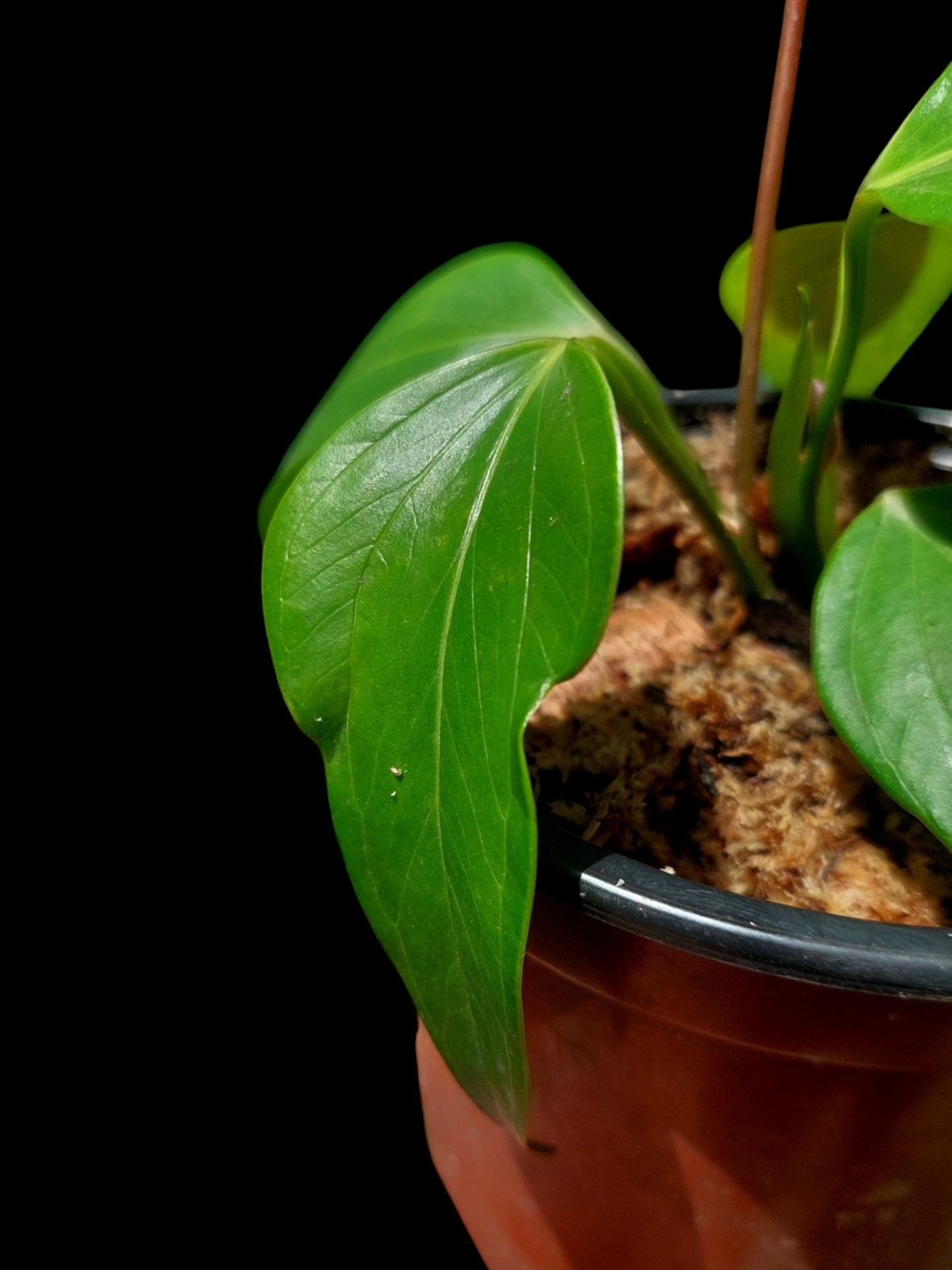 Anthurium sp. 'Deltoide' Juvenile Form with 6 Leaves (EXACT PLANT)