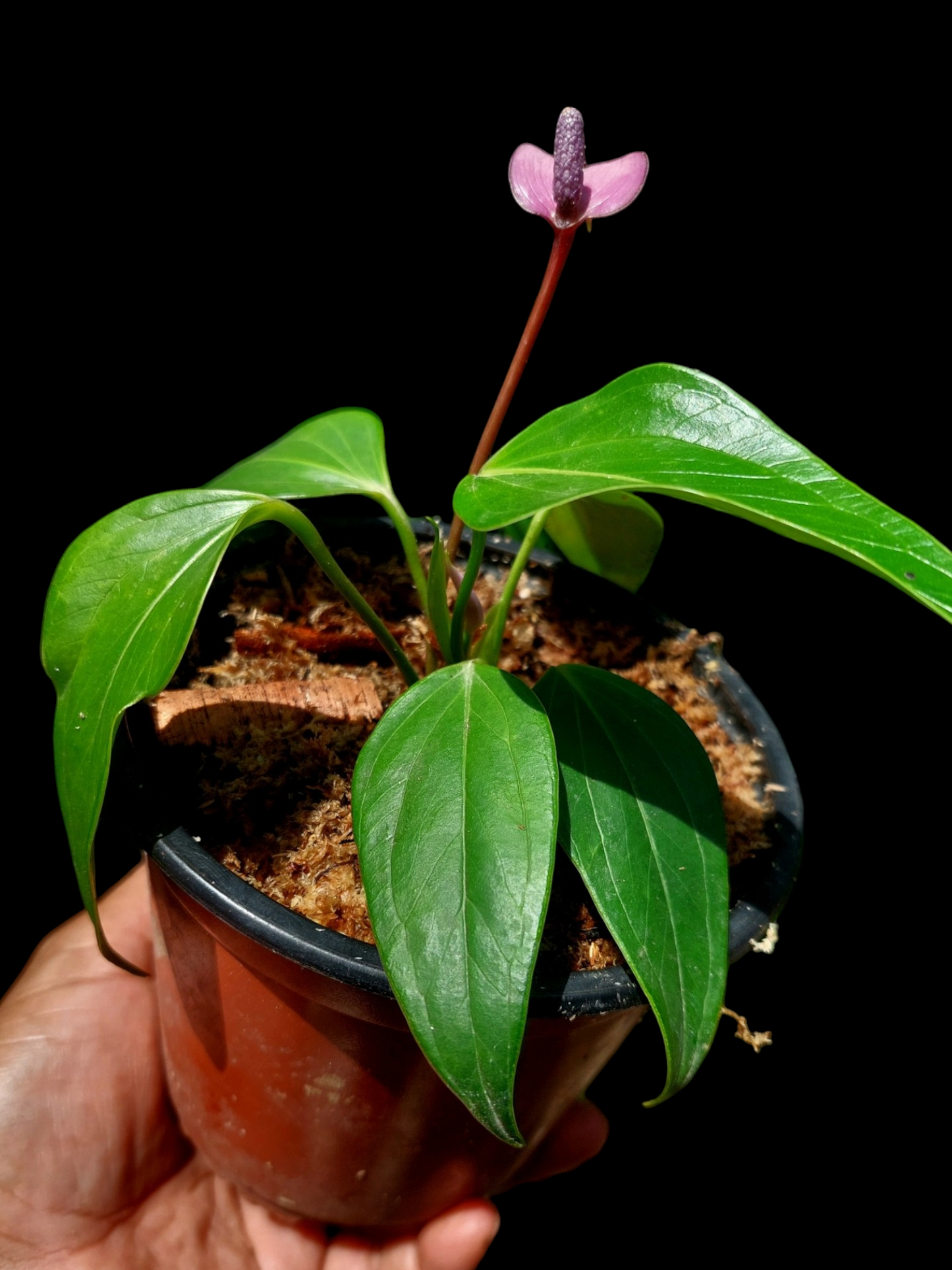 Anthurium sp. 'Deltoide' Juvenile Form with 6 Leaves (EXACT PLANT)