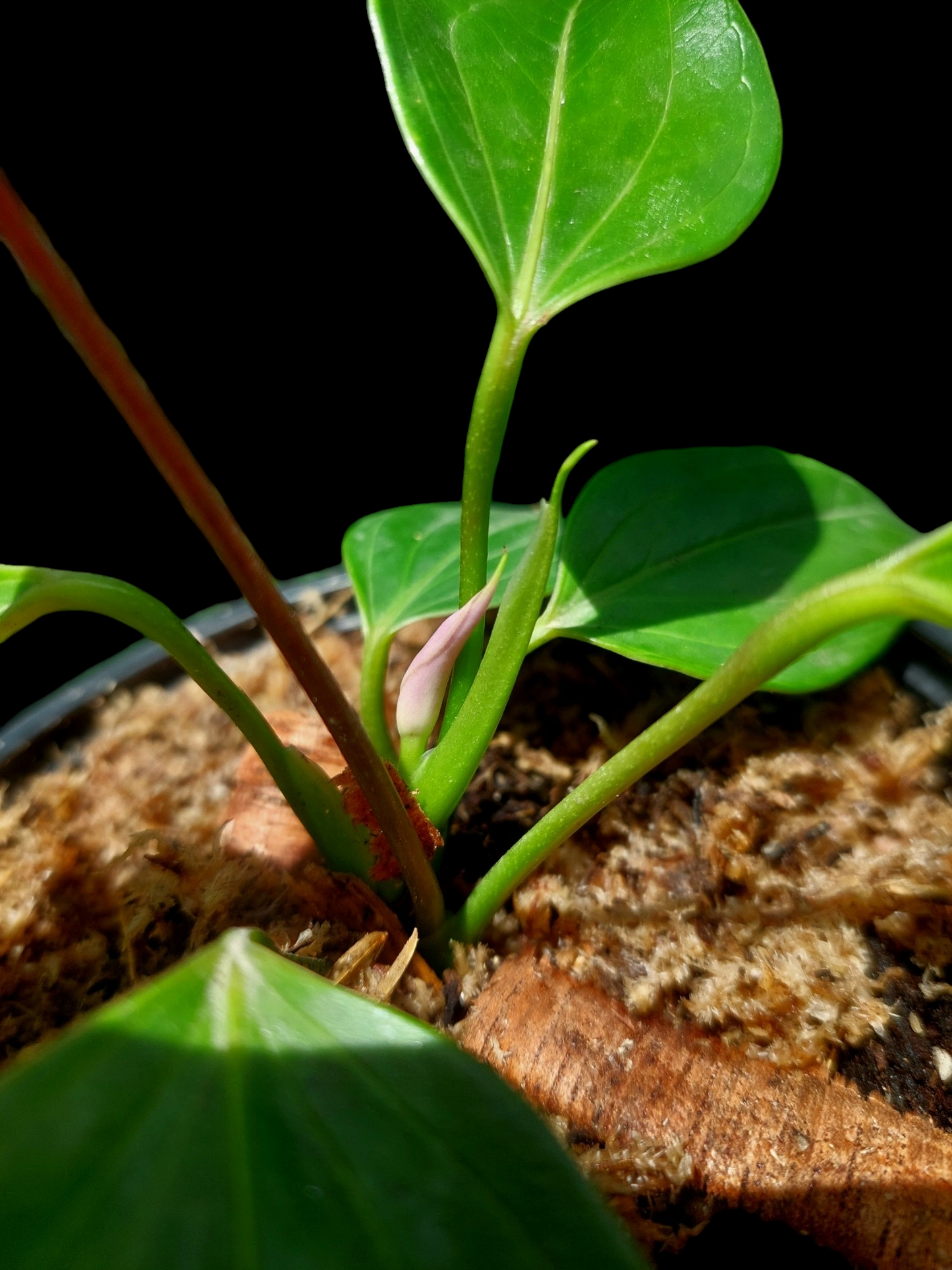 Anthurium sp. 'Deltoide' Juvenile Form with 6 Leaves (EXACT PLANT)