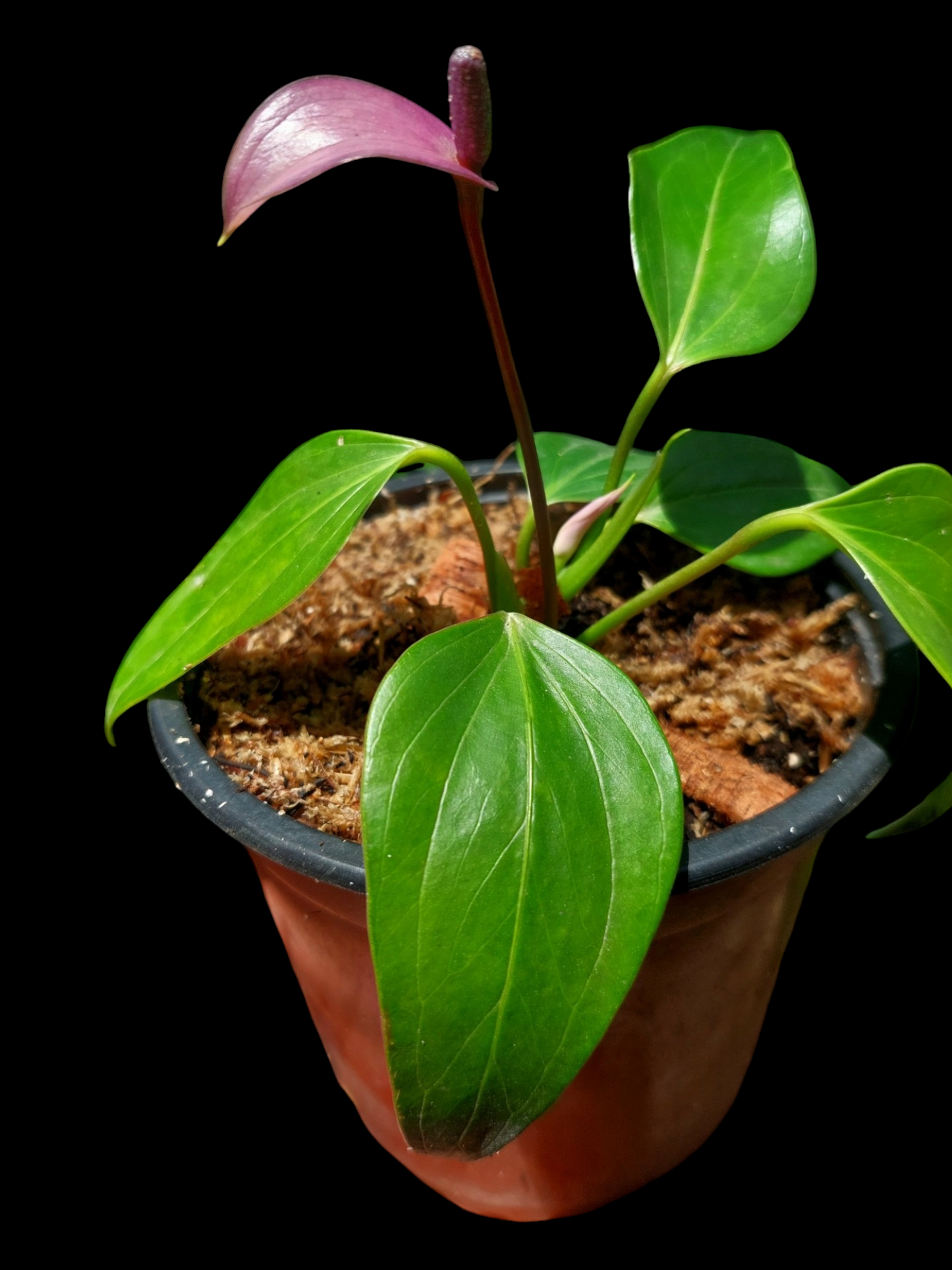 Anthurium sp. 'Deltoide' Juvenile Form with 6 Leaves (EXACT PLANT)