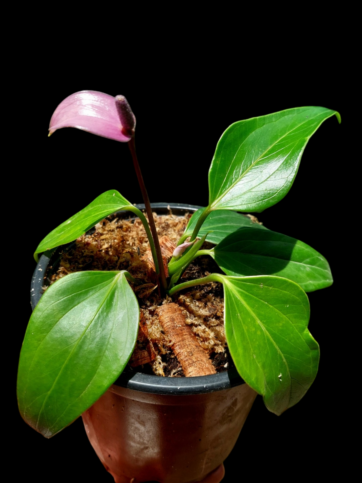 Anthurium sp. 'Deltoide' Juvenile Form with 6 Leaves (EXACT PLANT)