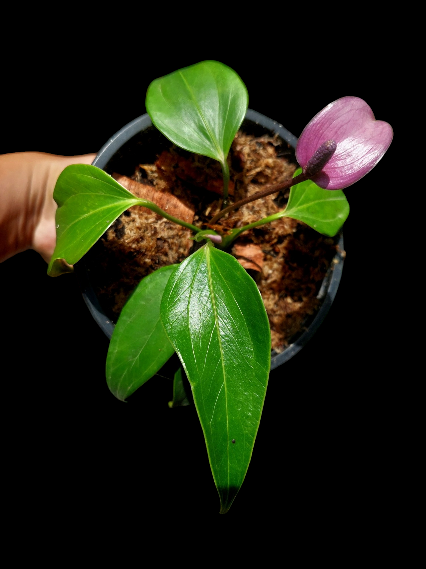 Anthurium sp. 'Deltoide' Juvenile Form with 6 Leaves (EXACT PLANT)